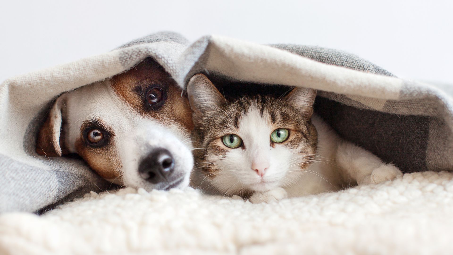 Vet issues urgent warning over pet healthcare