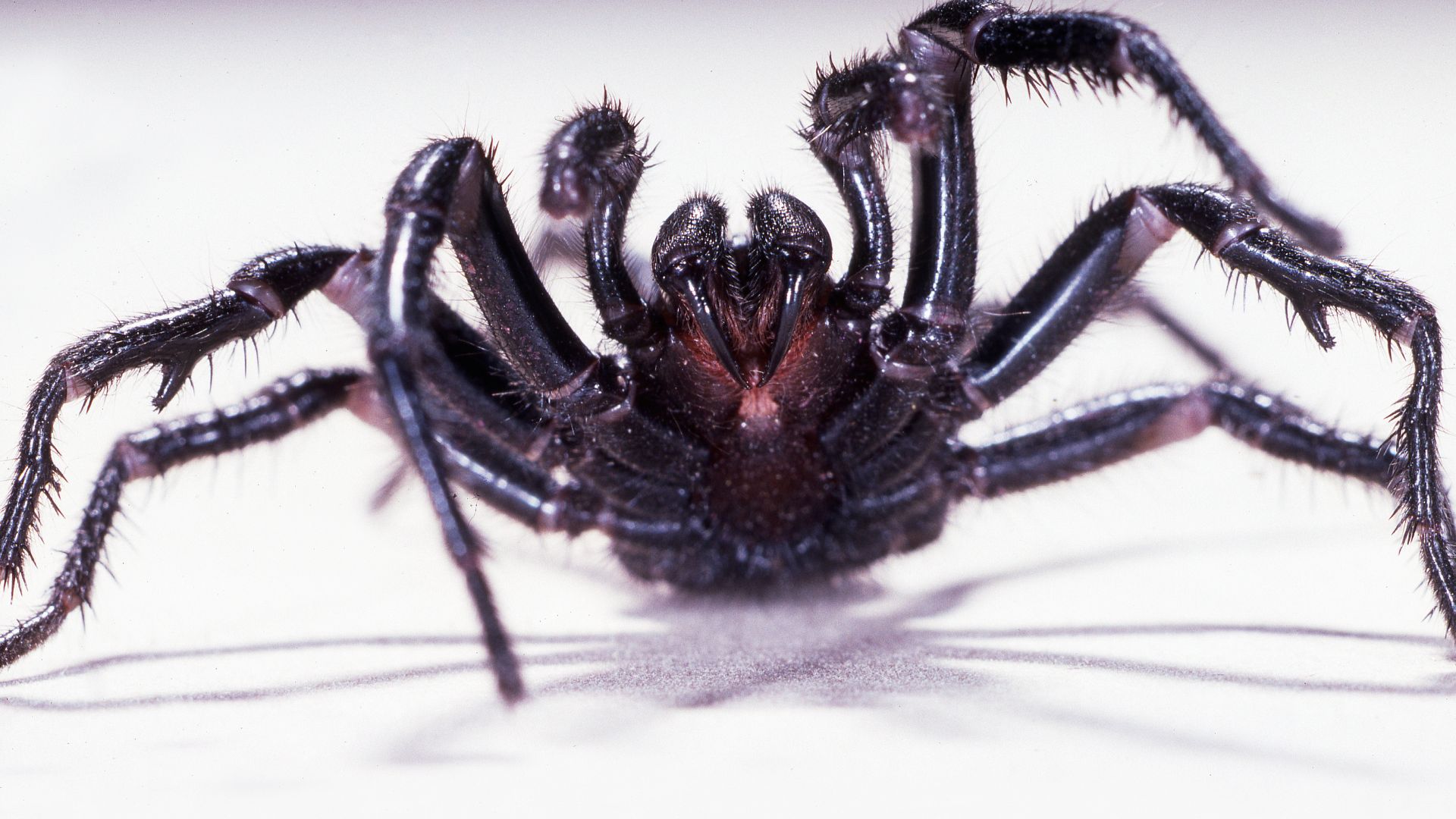 Funnel-webs are flooding backyards right now: the surprising reason (and what to do)