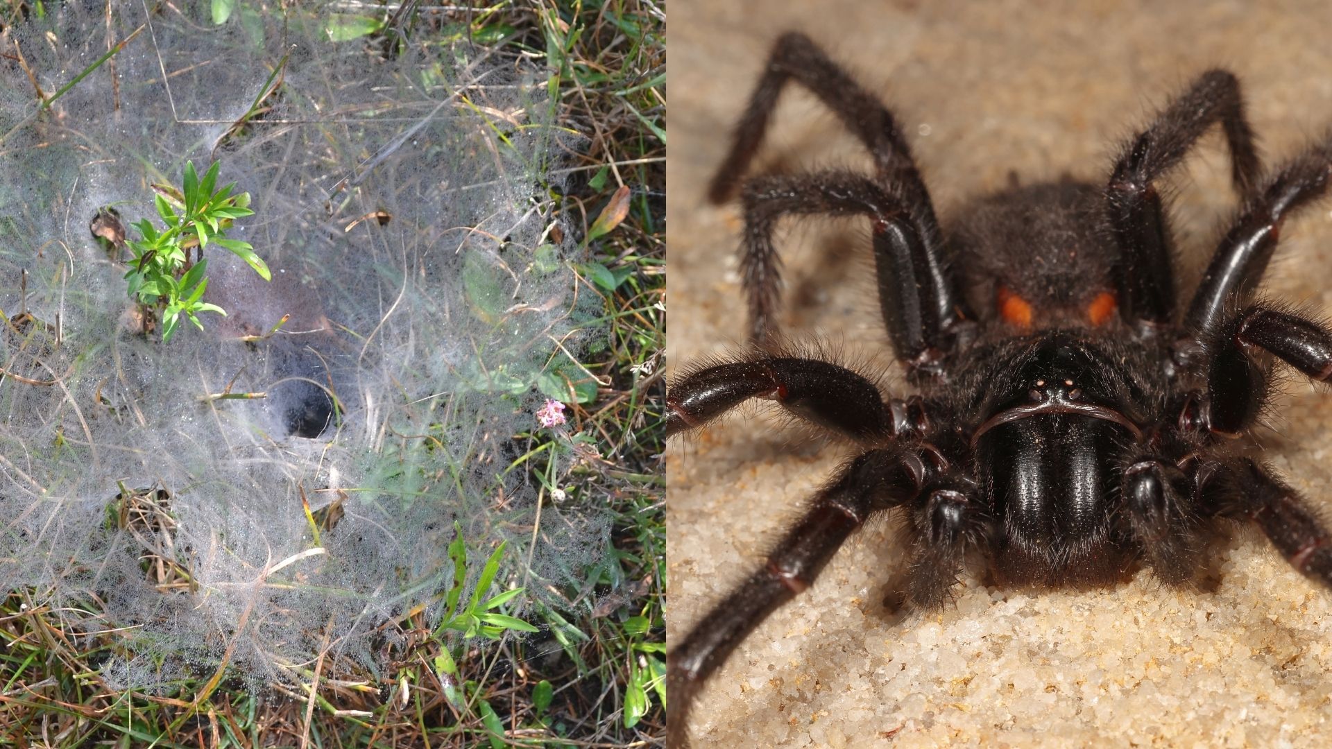 Why funnel-web spiders are ‘wandering’ into Australian backyards, says expert