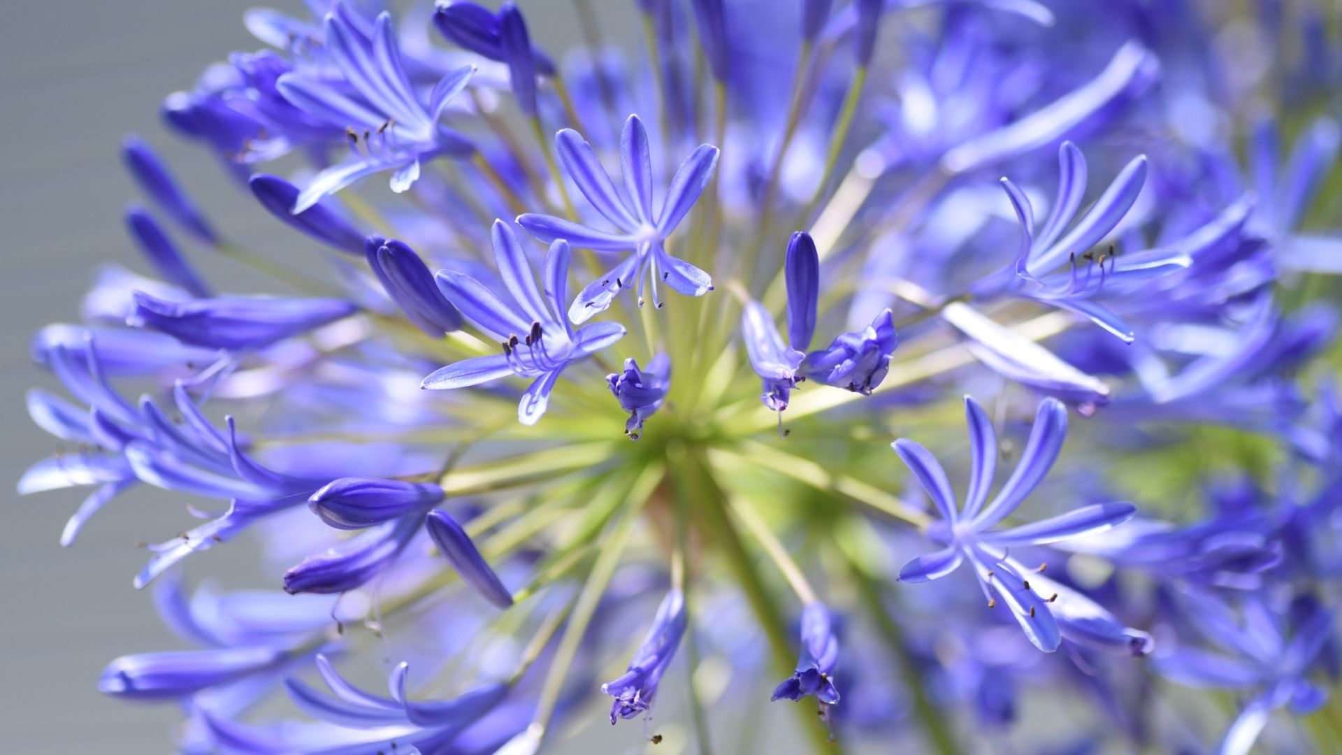 10 plants Aussie gardeners wish they’d never planted – “it’s a nightmare”