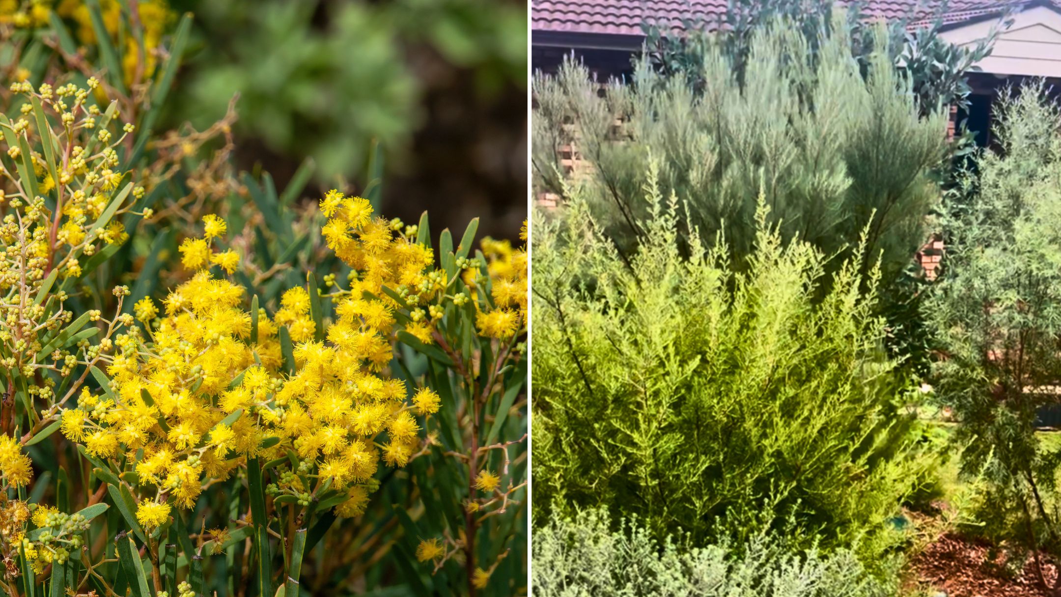 Want to block out nosy neighbours? 3 plants that work better than a hedge
