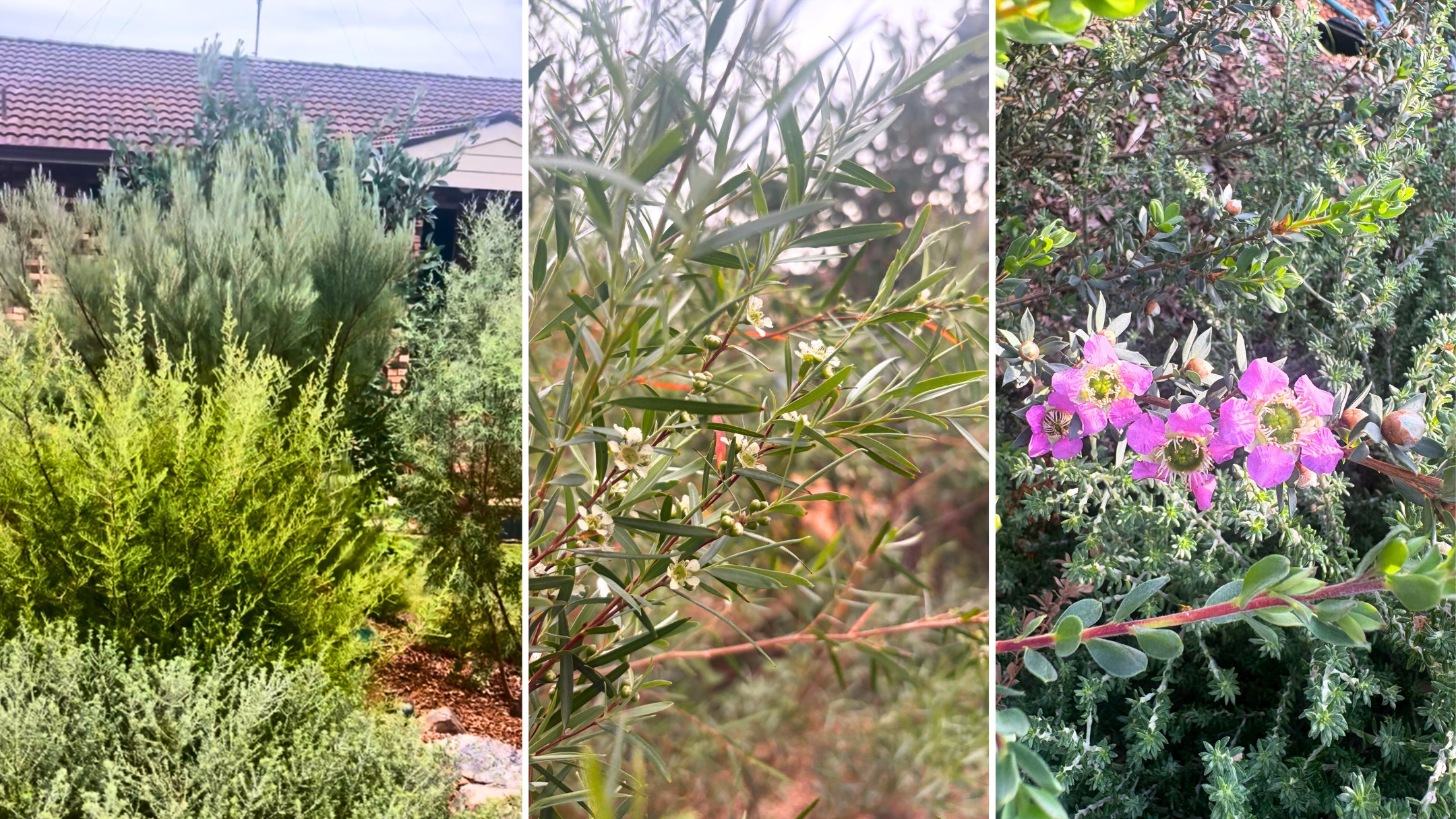 Gardeners are ditching hedges for these 3 native plants