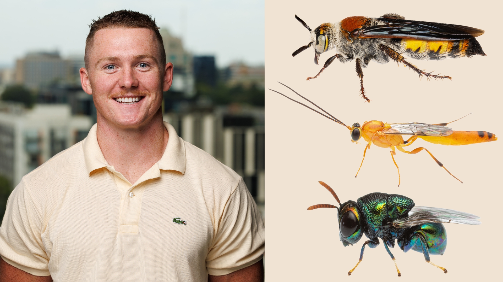 Clancy Lester: Australia’s wasps aren’t the villains you think they are – here’s the truth