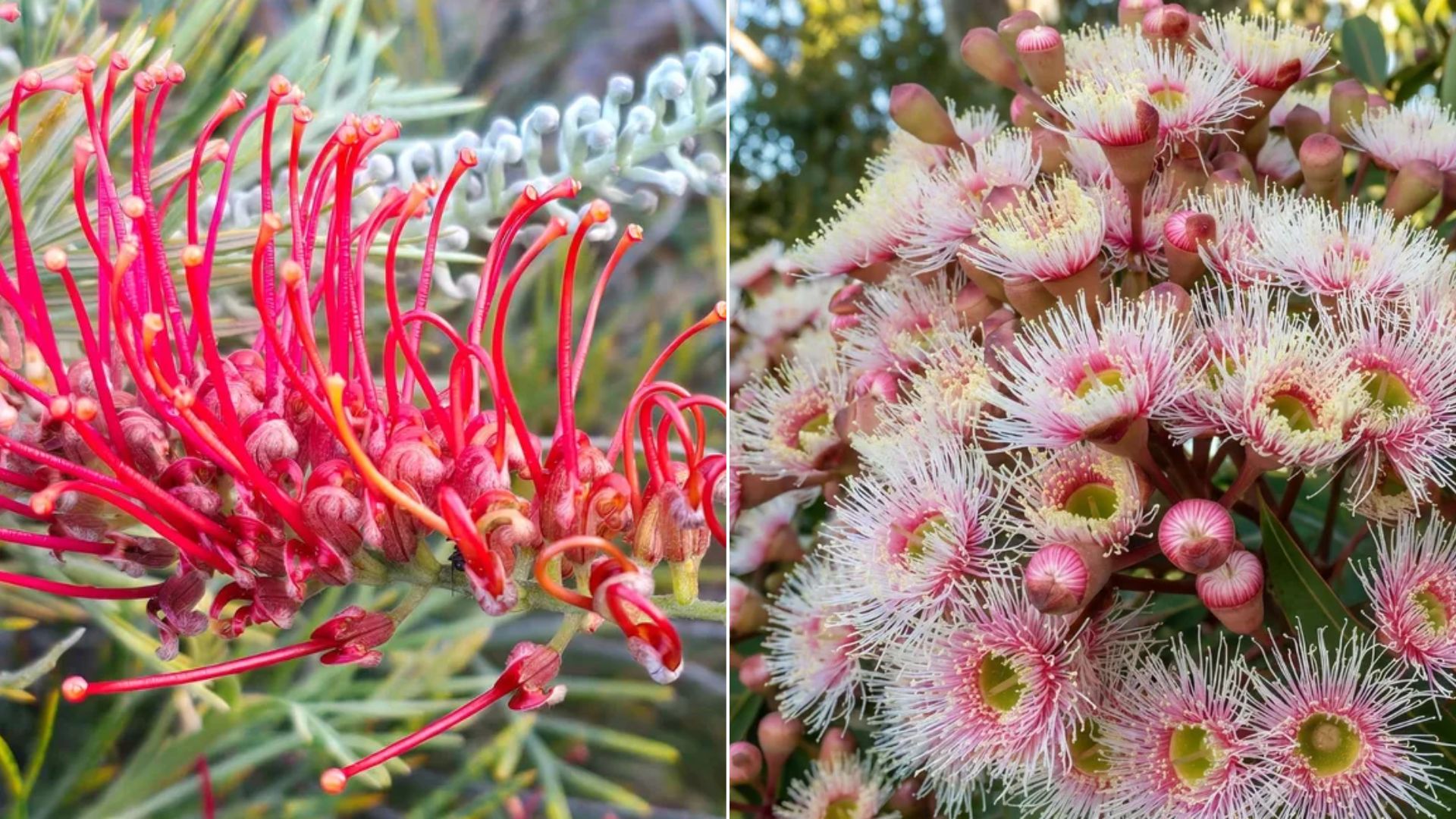 Want a low-maintenance garden? These tough new natives make it easy