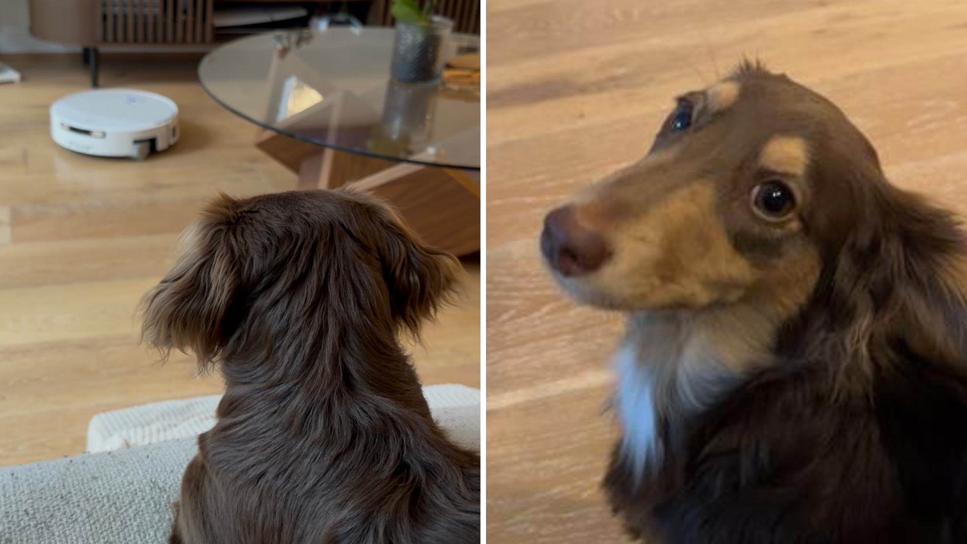 I tested the Ecovac Deebot T90 Pro Omni against my miniature dachshund’s mess – here’s what happened