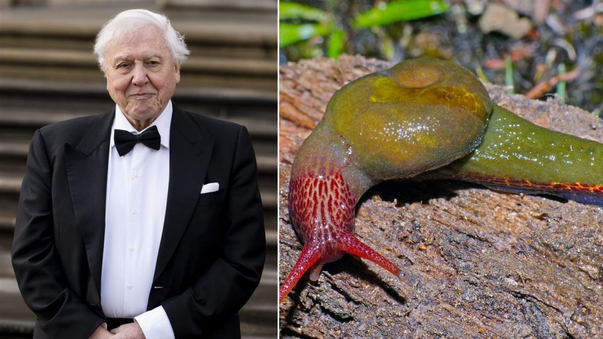 Sir David Attenborough: 8 extraordinary plants and animals named after him