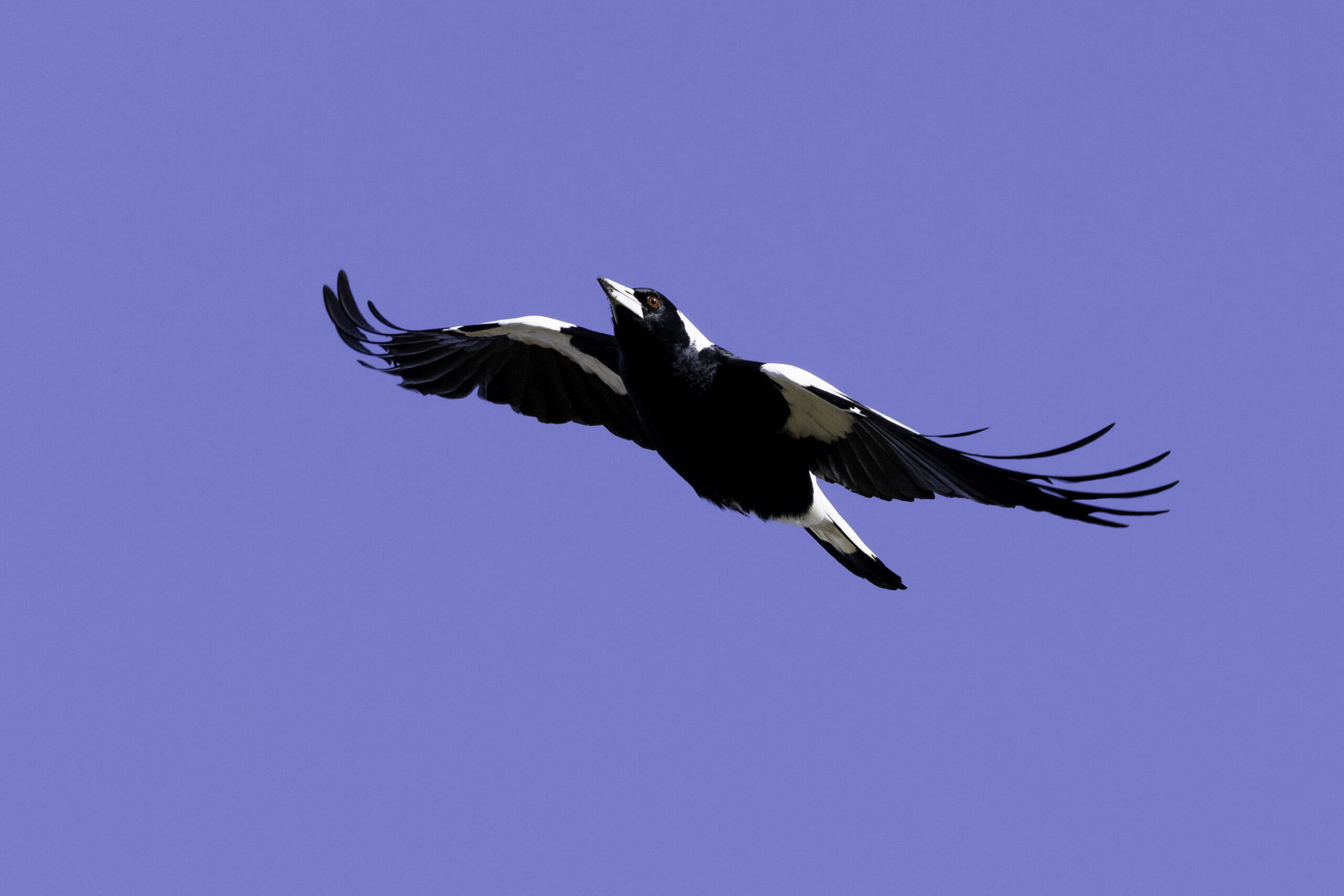 What is magpie paralysis syndrome and what can you do to help?