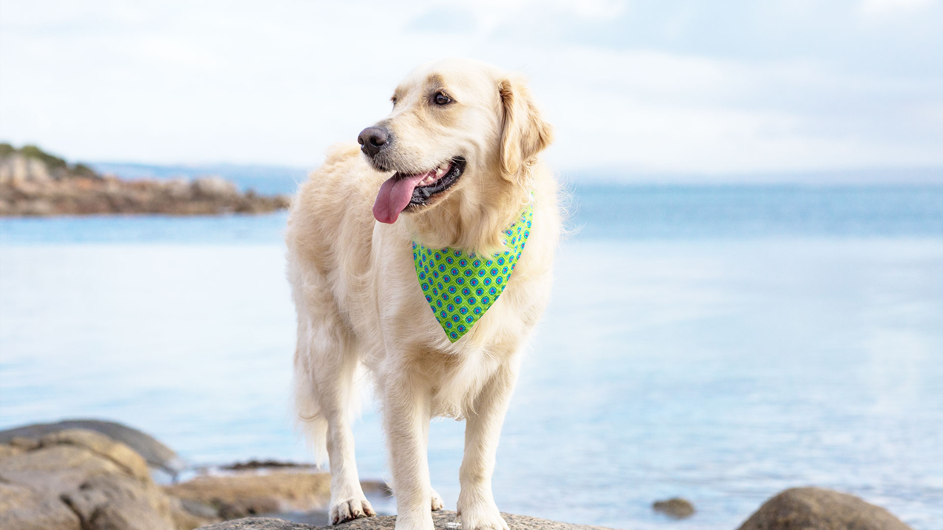 The 2-second trick to check your dog’s health at home