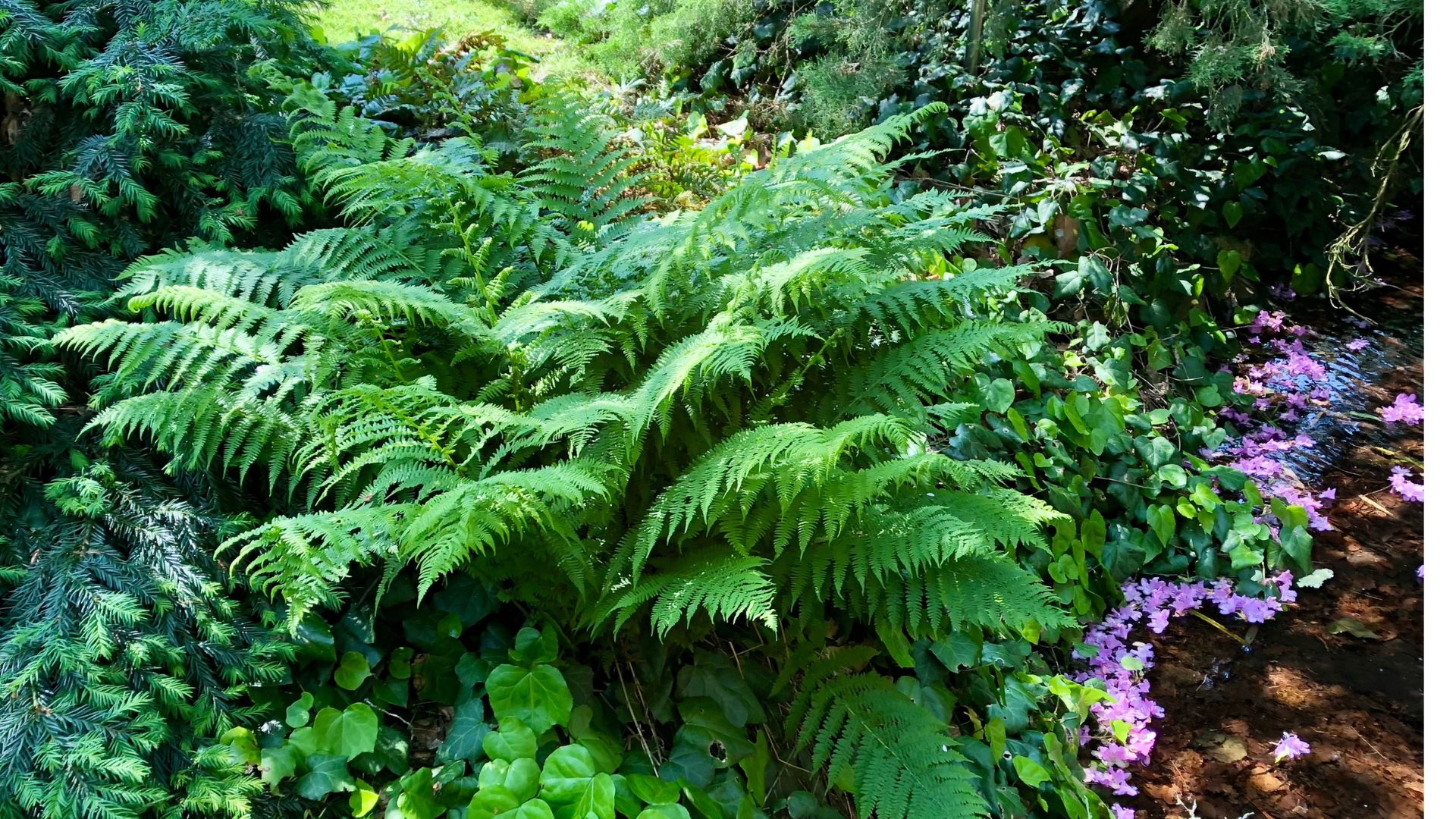 Expert reveals the best ferns for a fuss-free garden