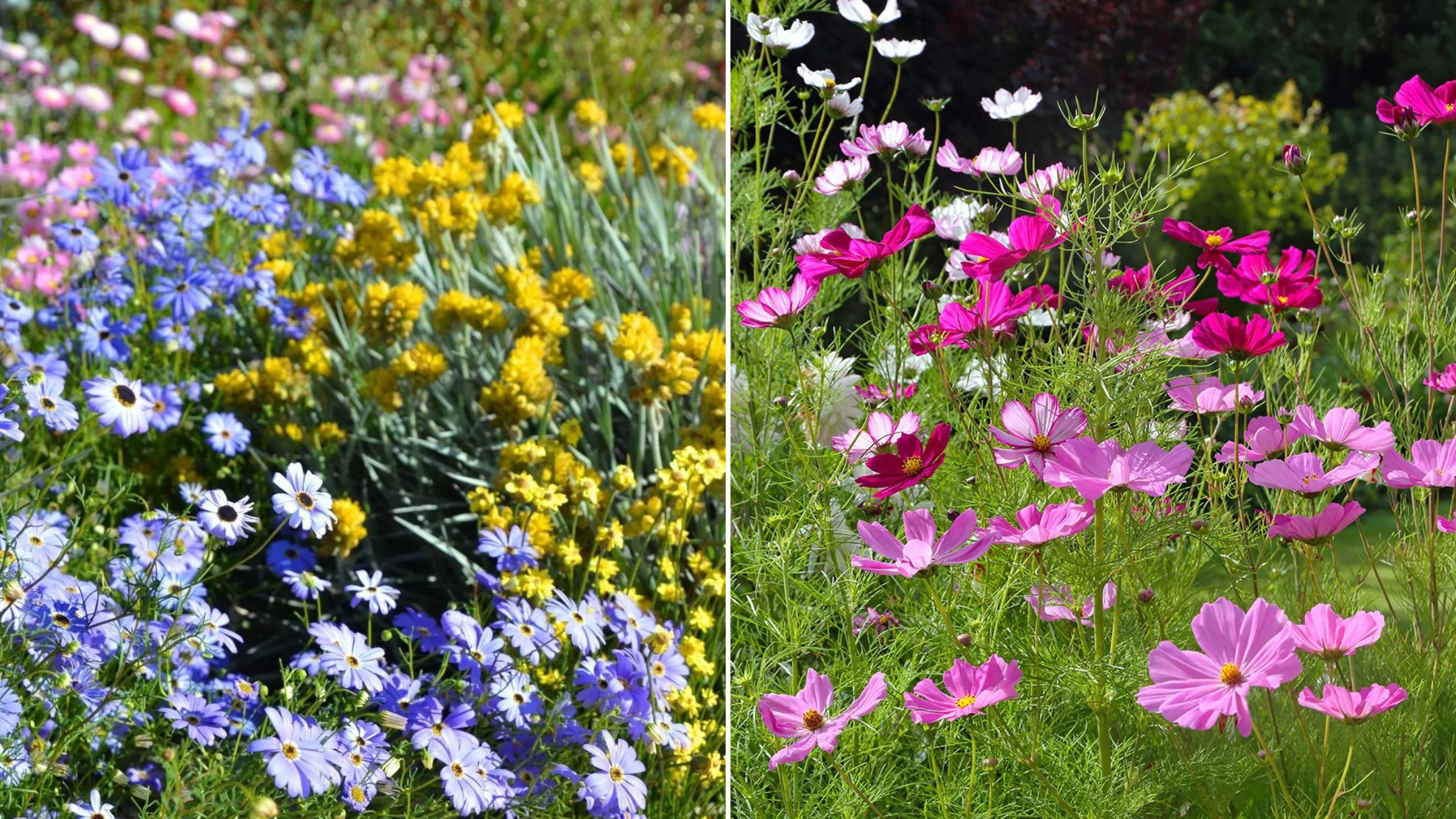 11 colourful annuals that reward you with non-stop blooms