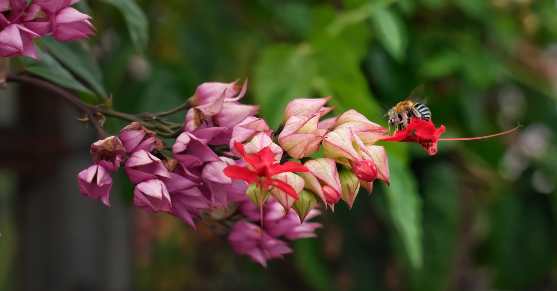 Meet the Aussie native bee that holds a world record for its size