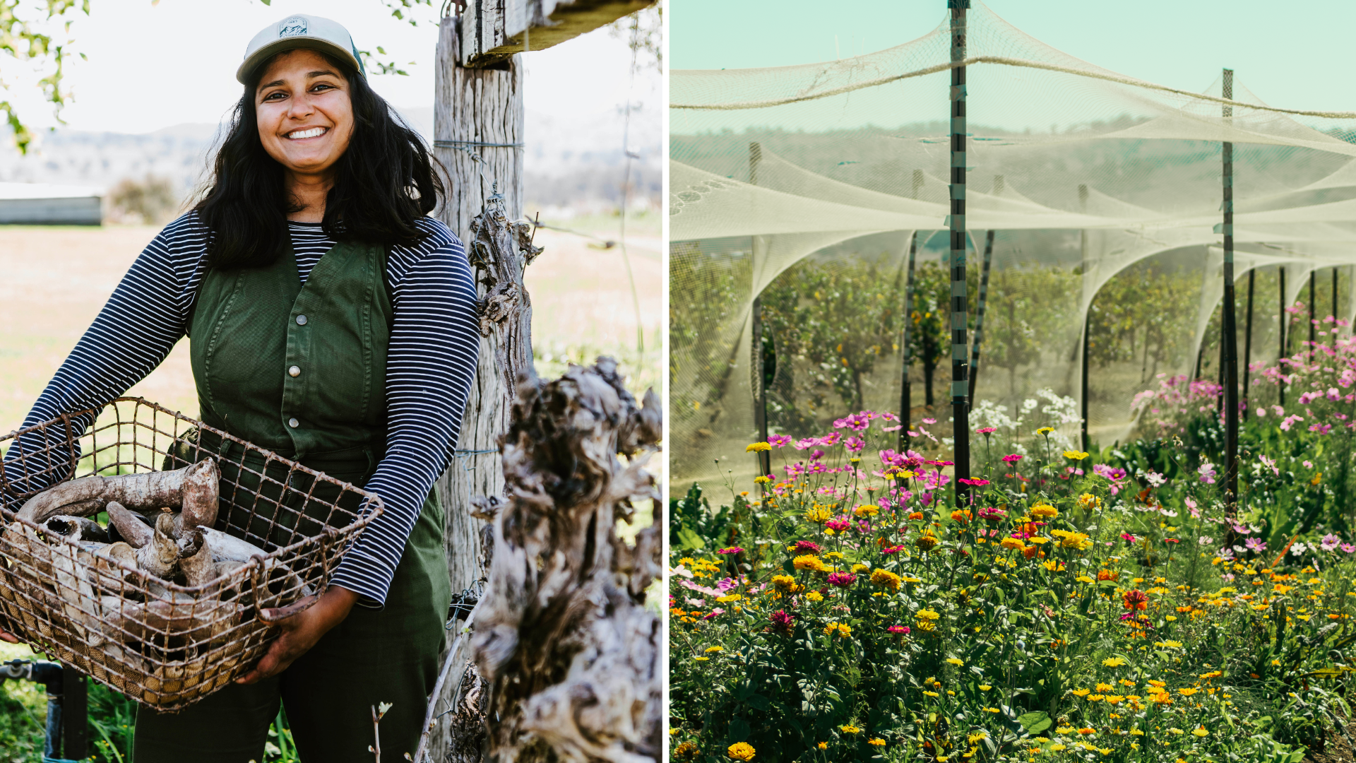 What is cosmic farming? I discovered the benefits of gardening by the moon