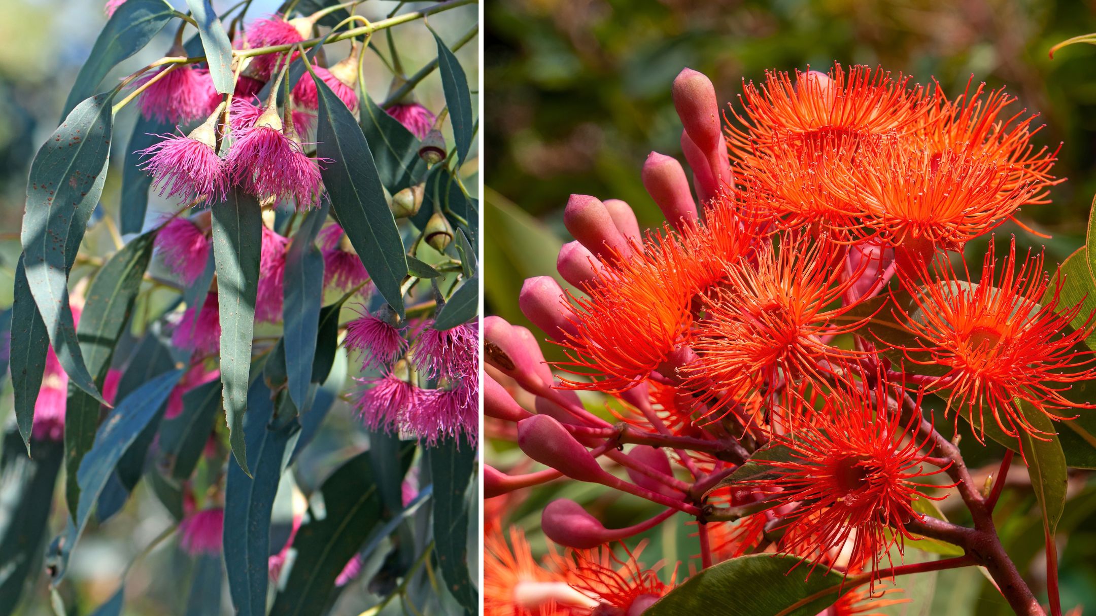 6 dwarf gum trees that will fill your backyard with colour