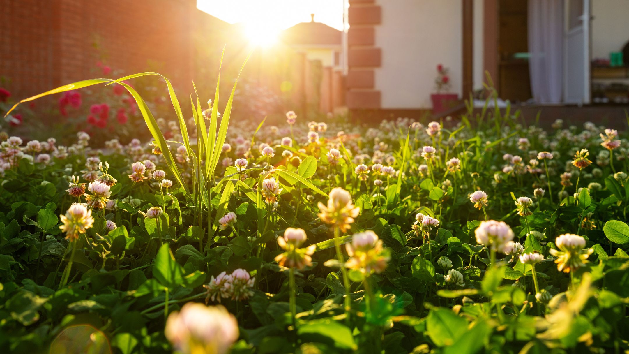 Mow less: here’s how to swap your grass for a low-effort clover lawn