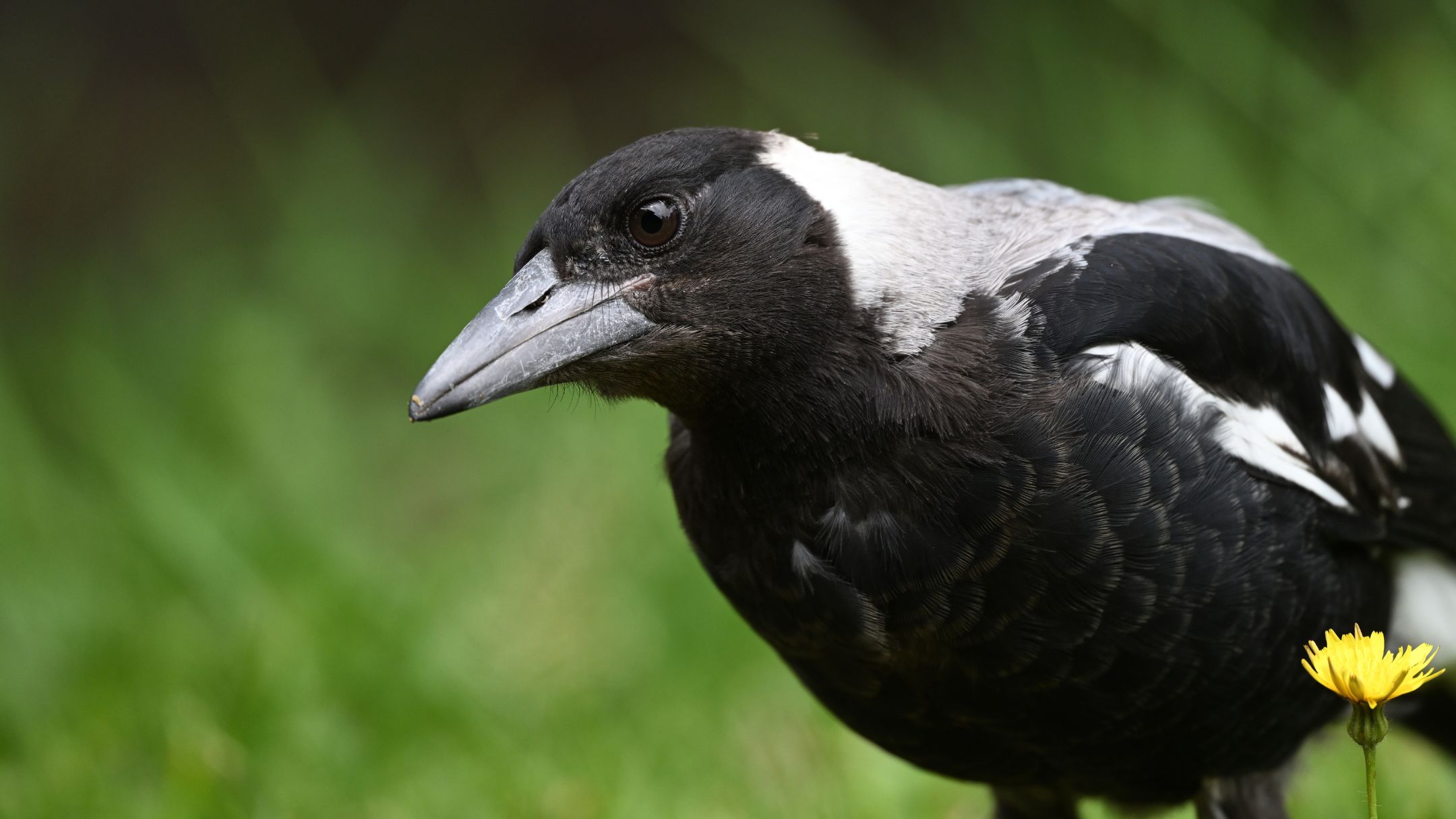 Magpie swooping season: The innocent mistake making you a target