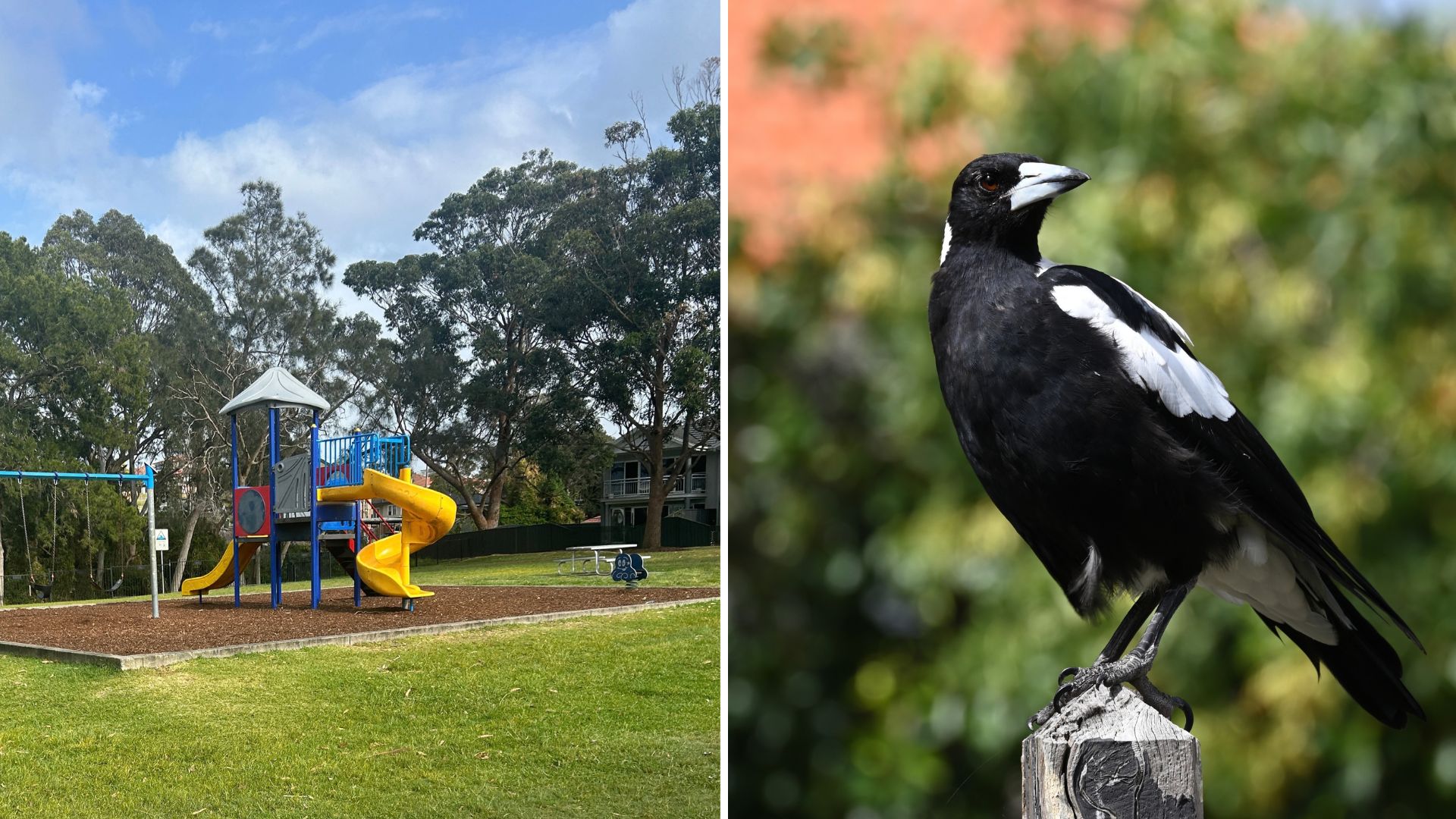 A magpie keeps swooping my 2-year-old: The mistake an expert says we made