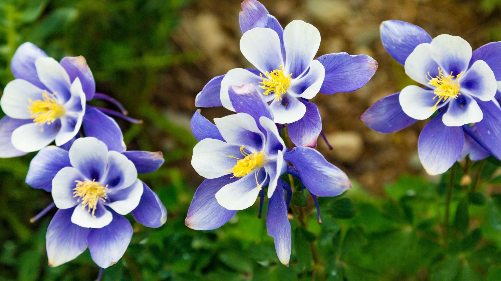 Charlie Albone’s favourite flower for a shady garden spot