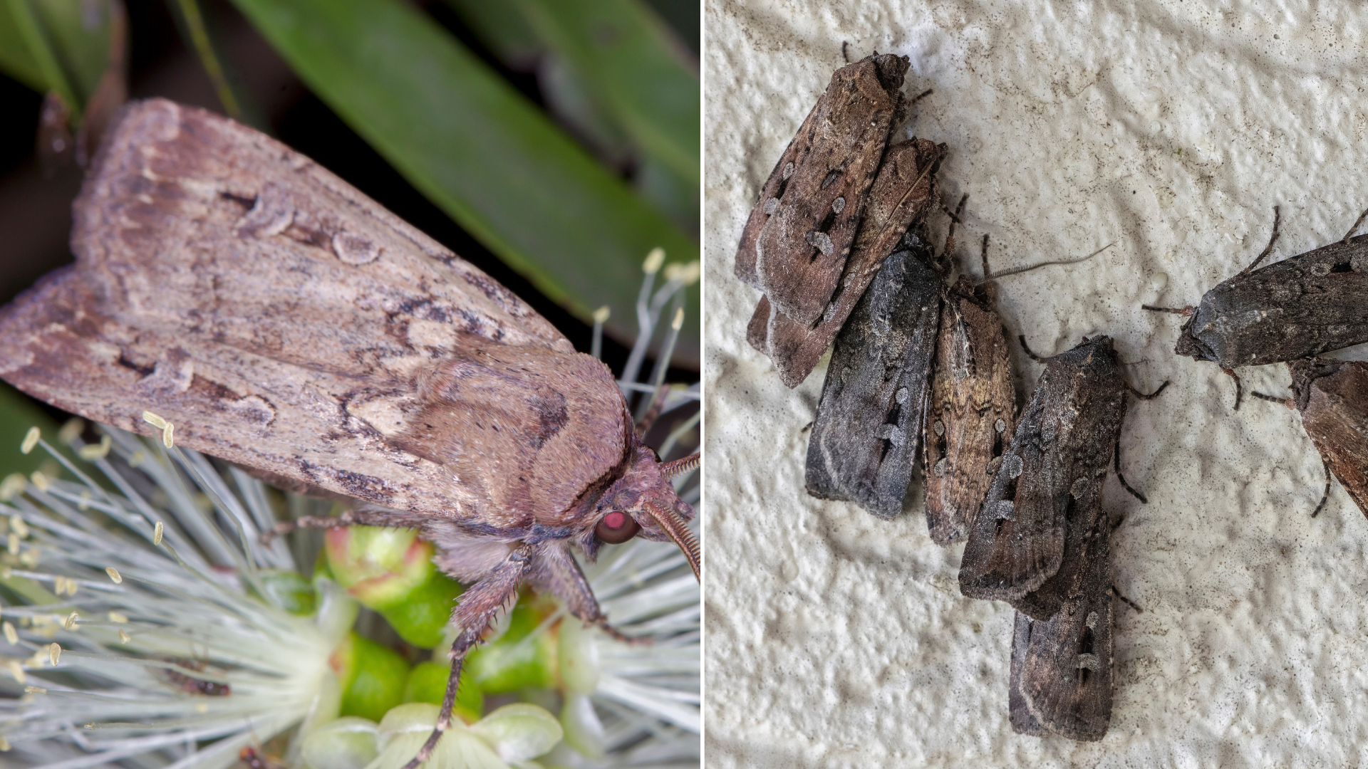 Bogong Moths explained: what insect experts want Australians to know