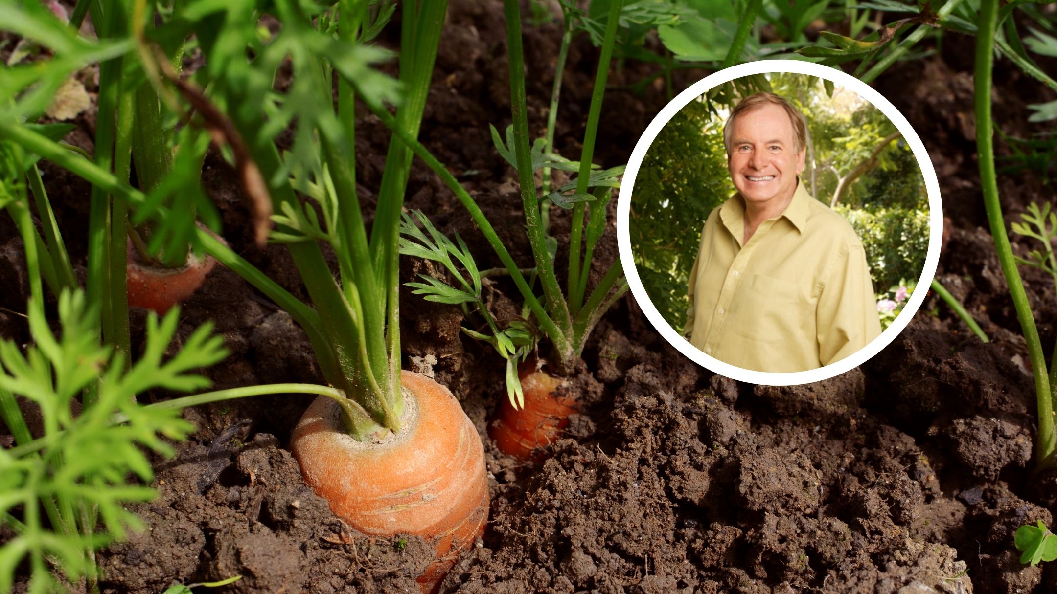 Graham Ross’s old-school gardening trick for growing carrots at home