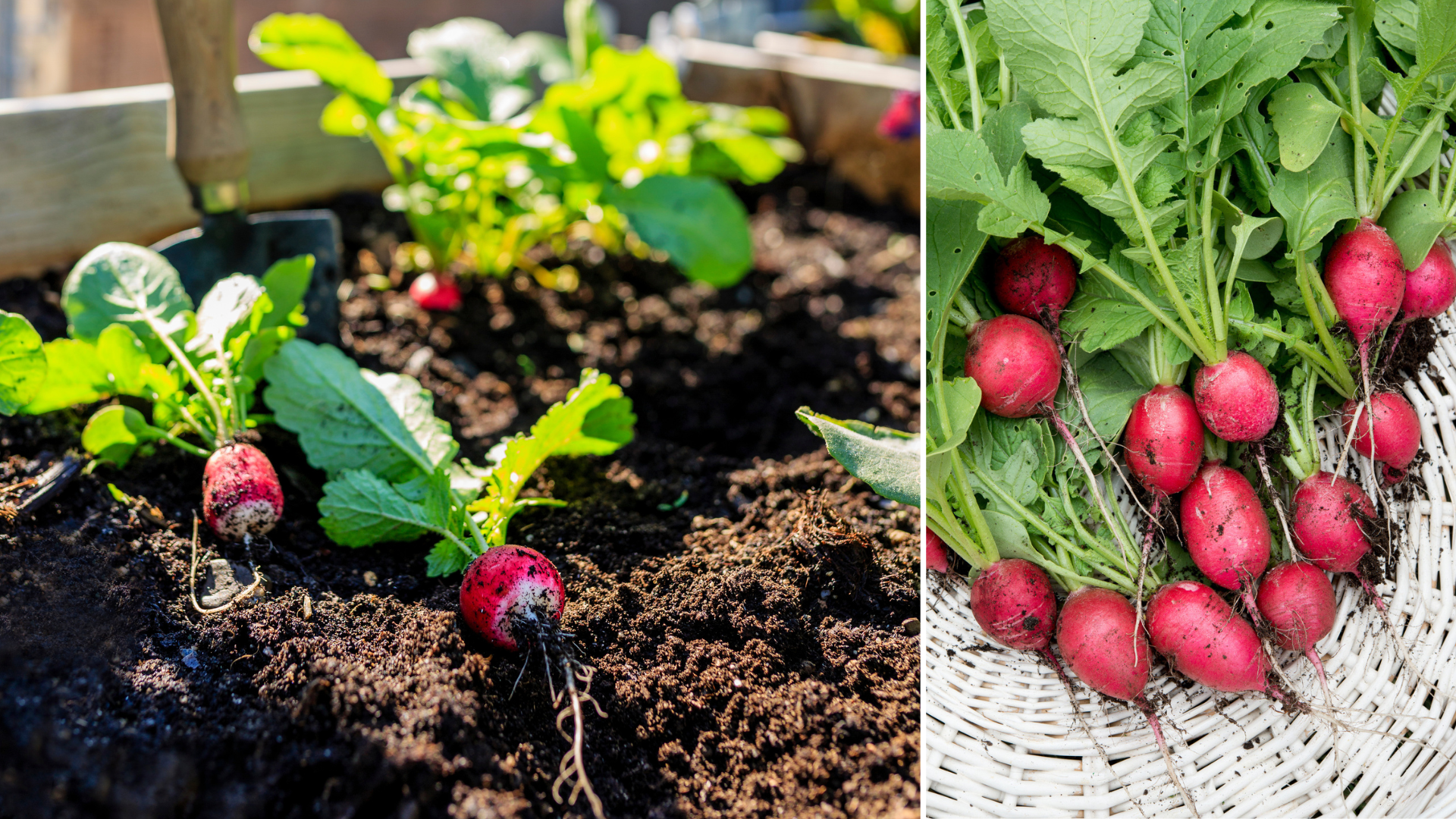 It only takes 3 weeks to grow this radish variety from seed