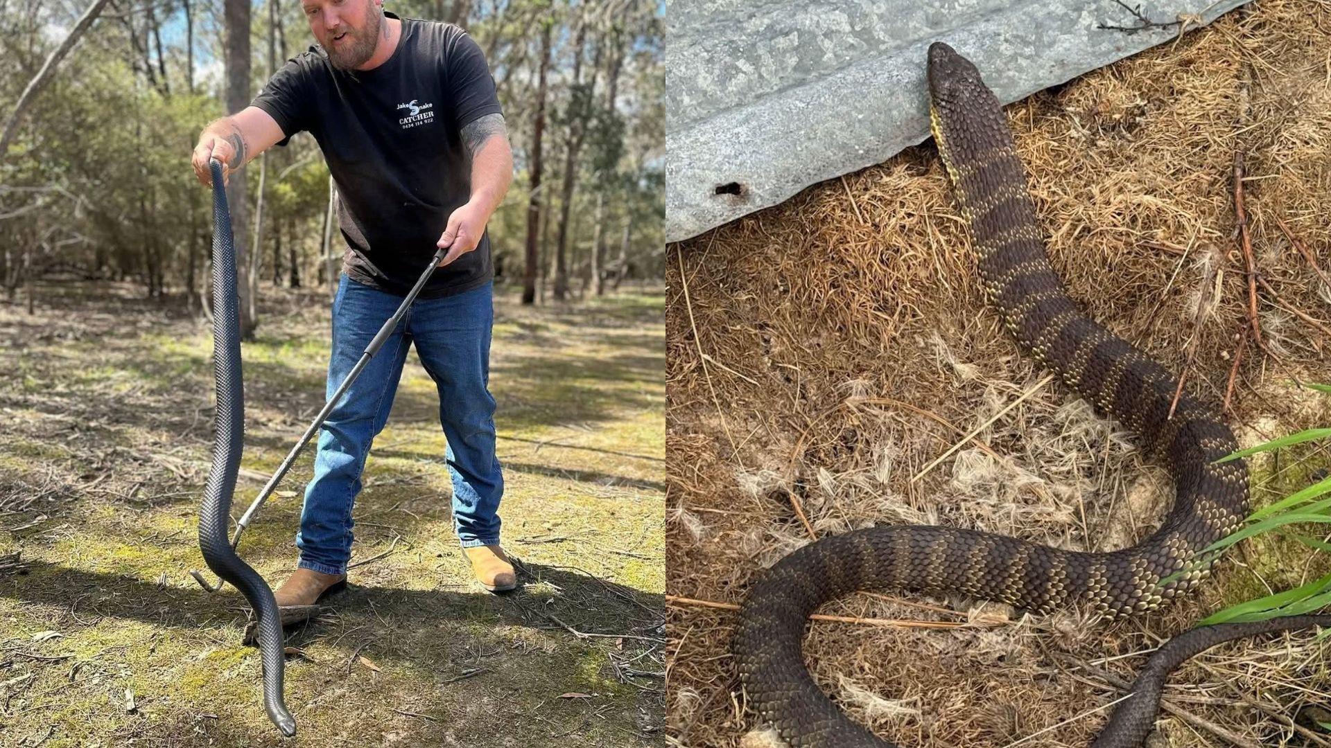 What attracts snakes to your yard? 6 things a snake catcher sees most 