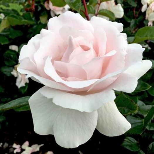 Ripper With Roses 9 ripper roses to revamp your garden | Better Homes and Gardens