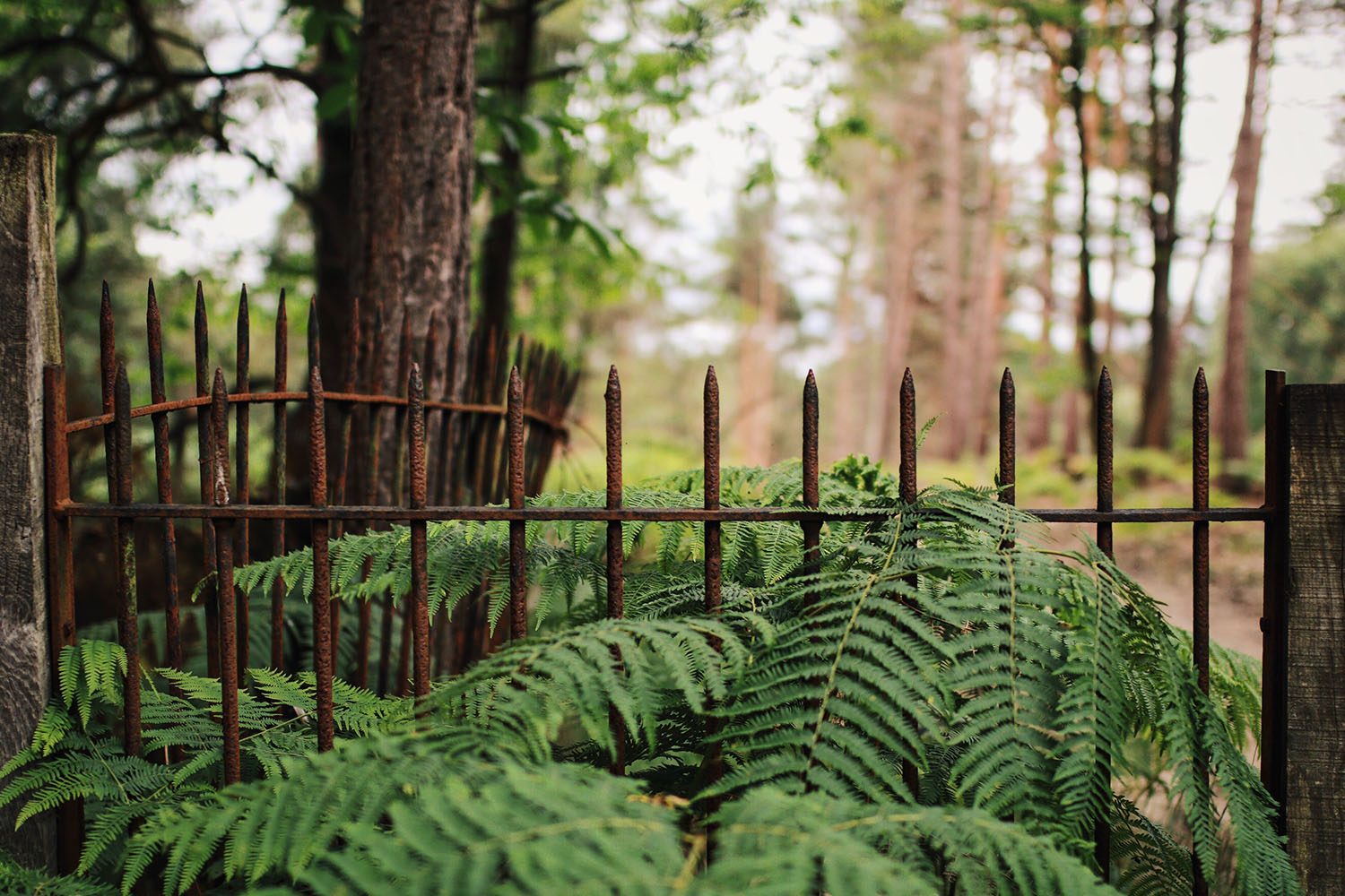 trees growing through rusted fence