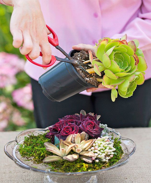 How to make a succulent arrangement for your home | Better Homes and ...