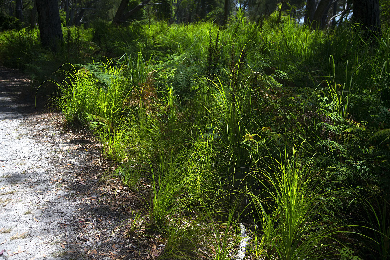 Lomandra, also known as mat-rush, is a grassy Australian native plant.