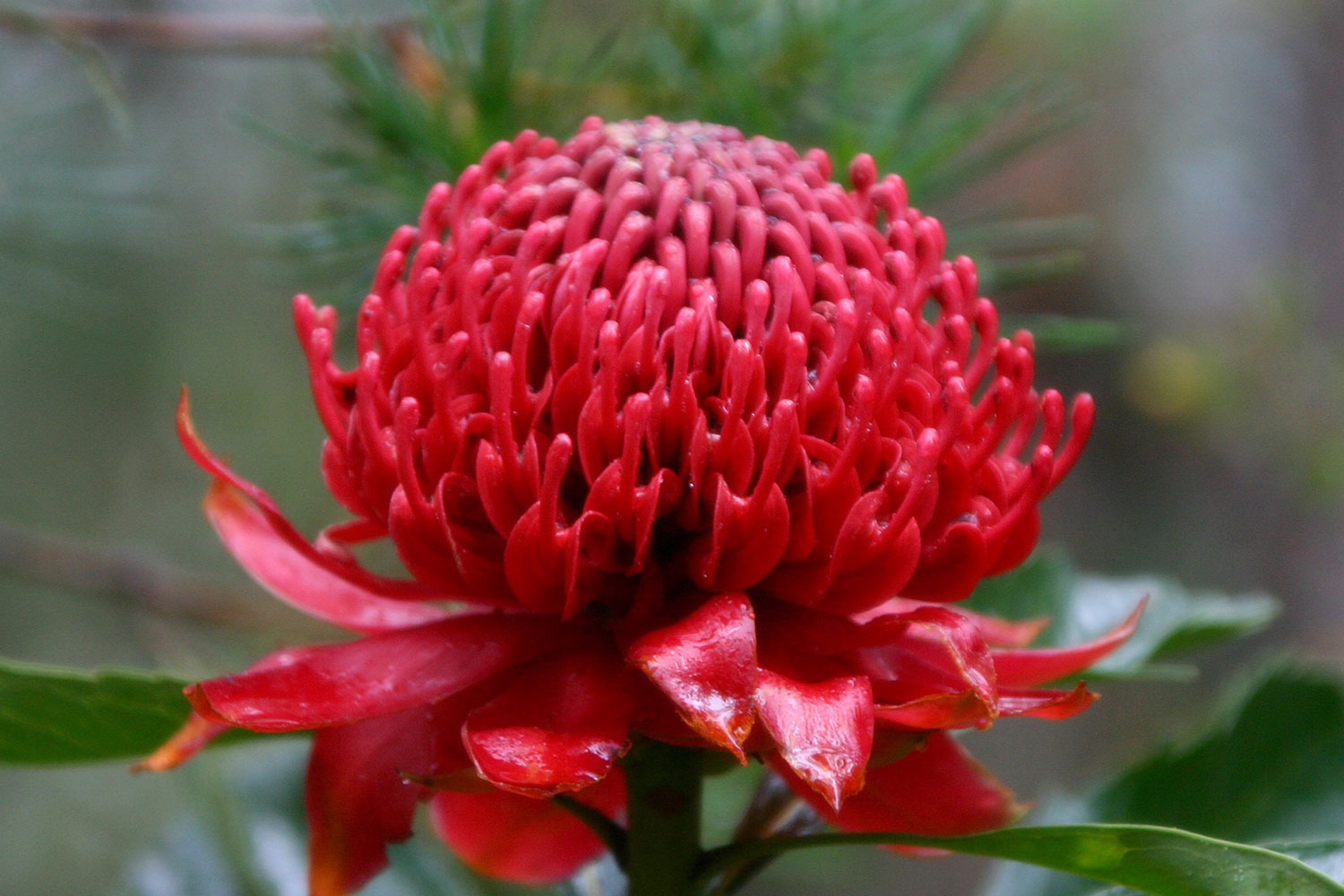 Waratah flowers are vibrant red and are the floral emblem of New South Wales.
