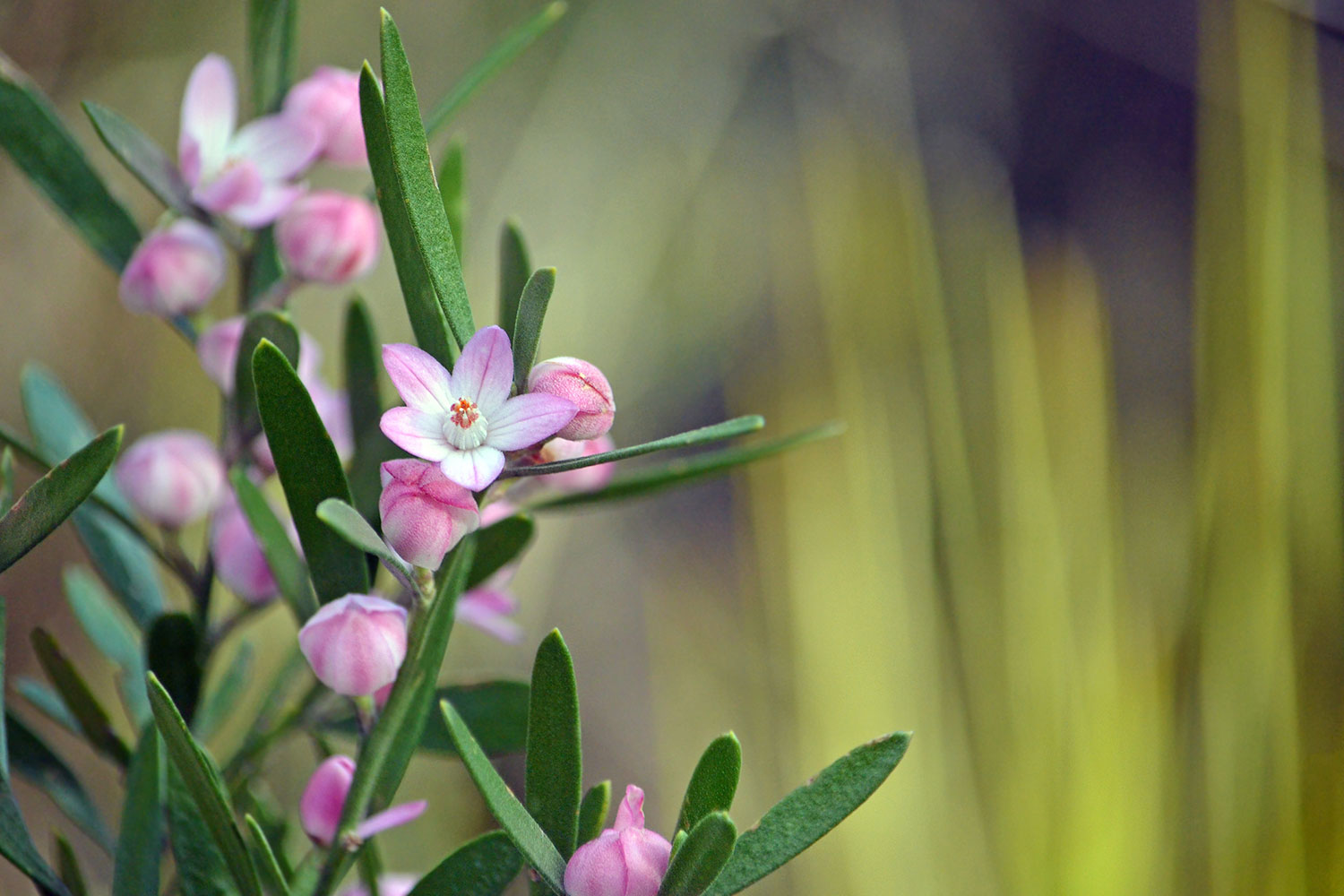 The wax flower is an evergeen shrub native to Australia.
