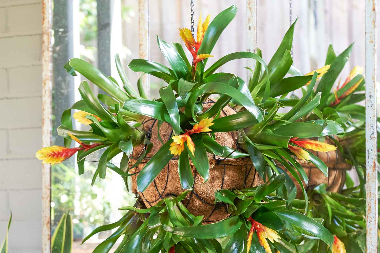 Bloemhanger, geometrische luchtbroekhouder Modieuze bloemen Bromelia's