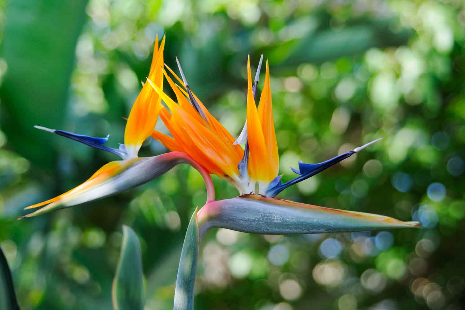 Bird of paradise 3 of the best varieties to grow Better Homes and