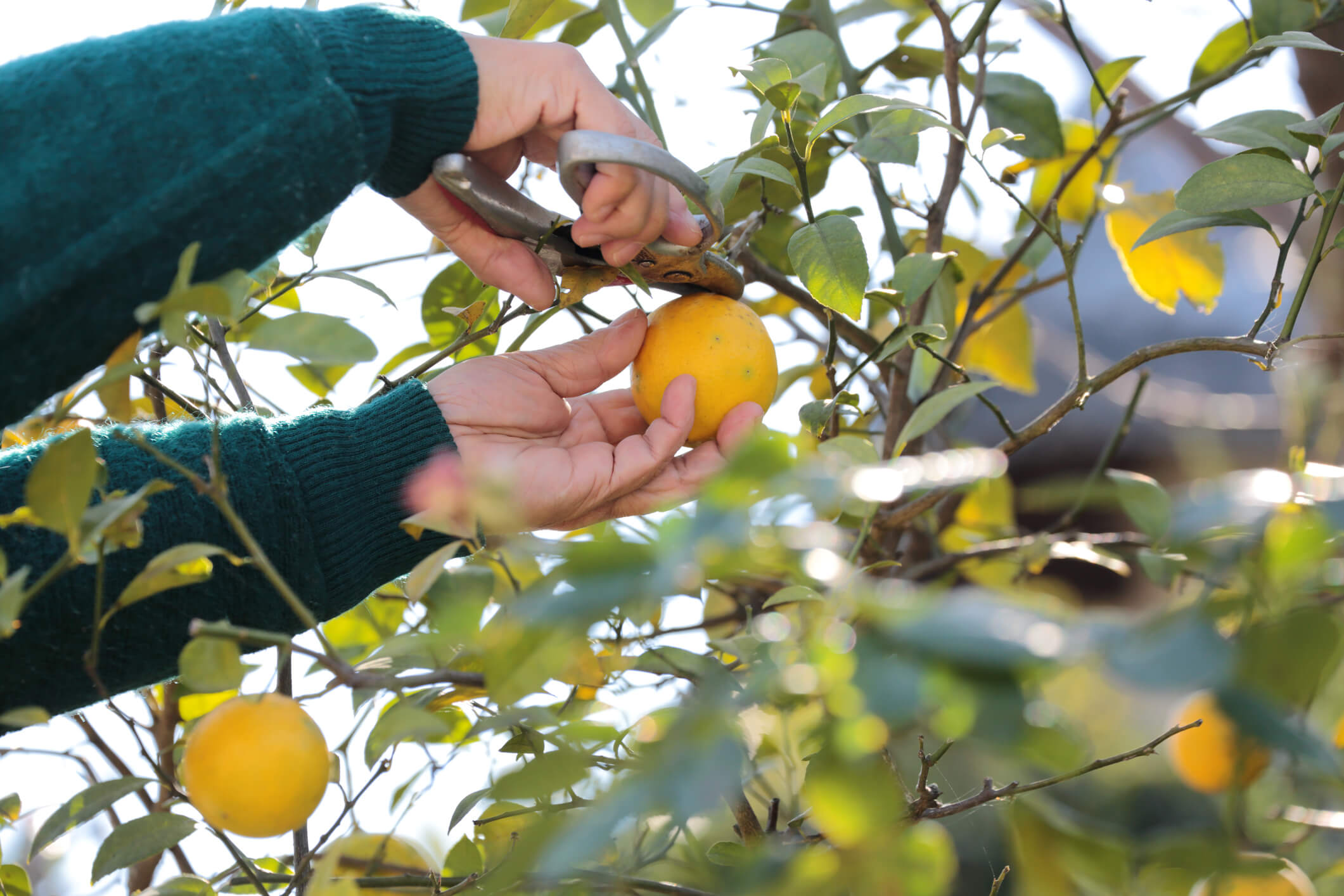 Why late winter to early spring is the best time to prune your lemon tree