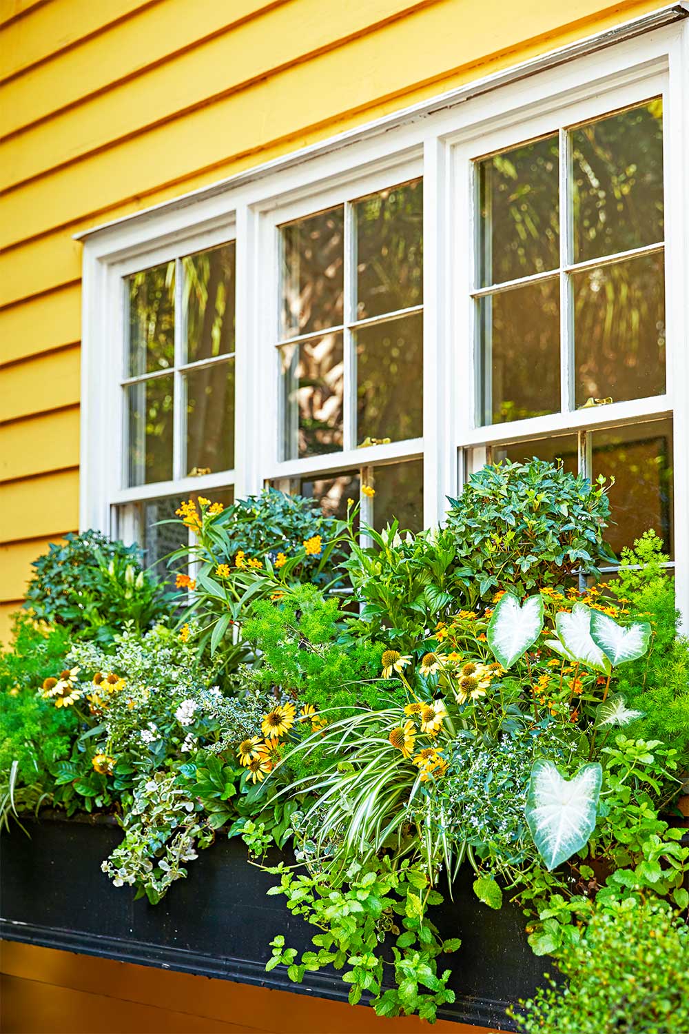 Window box ideas Better Homes and Gardens