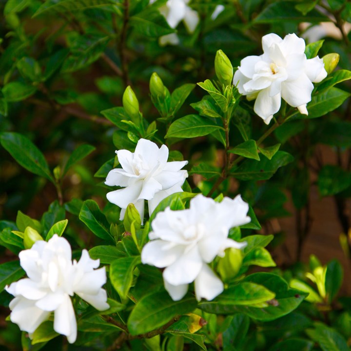 What to do about yellow leaves on gardenias Better Homes and Gardens