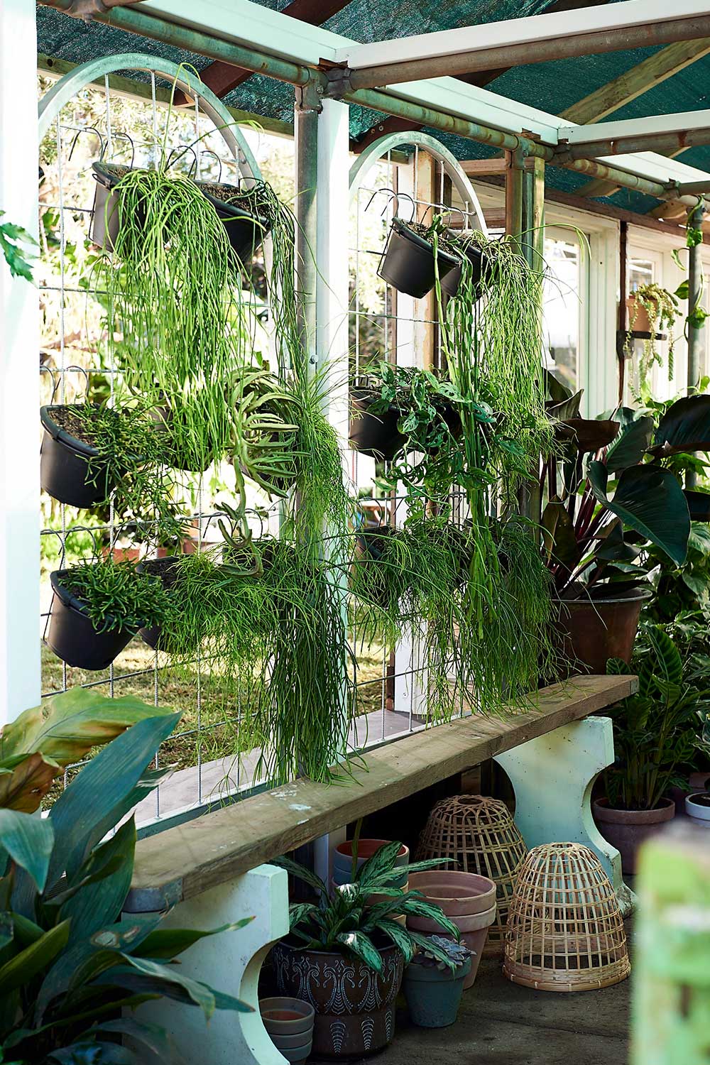 Hanging rhipsalis wall