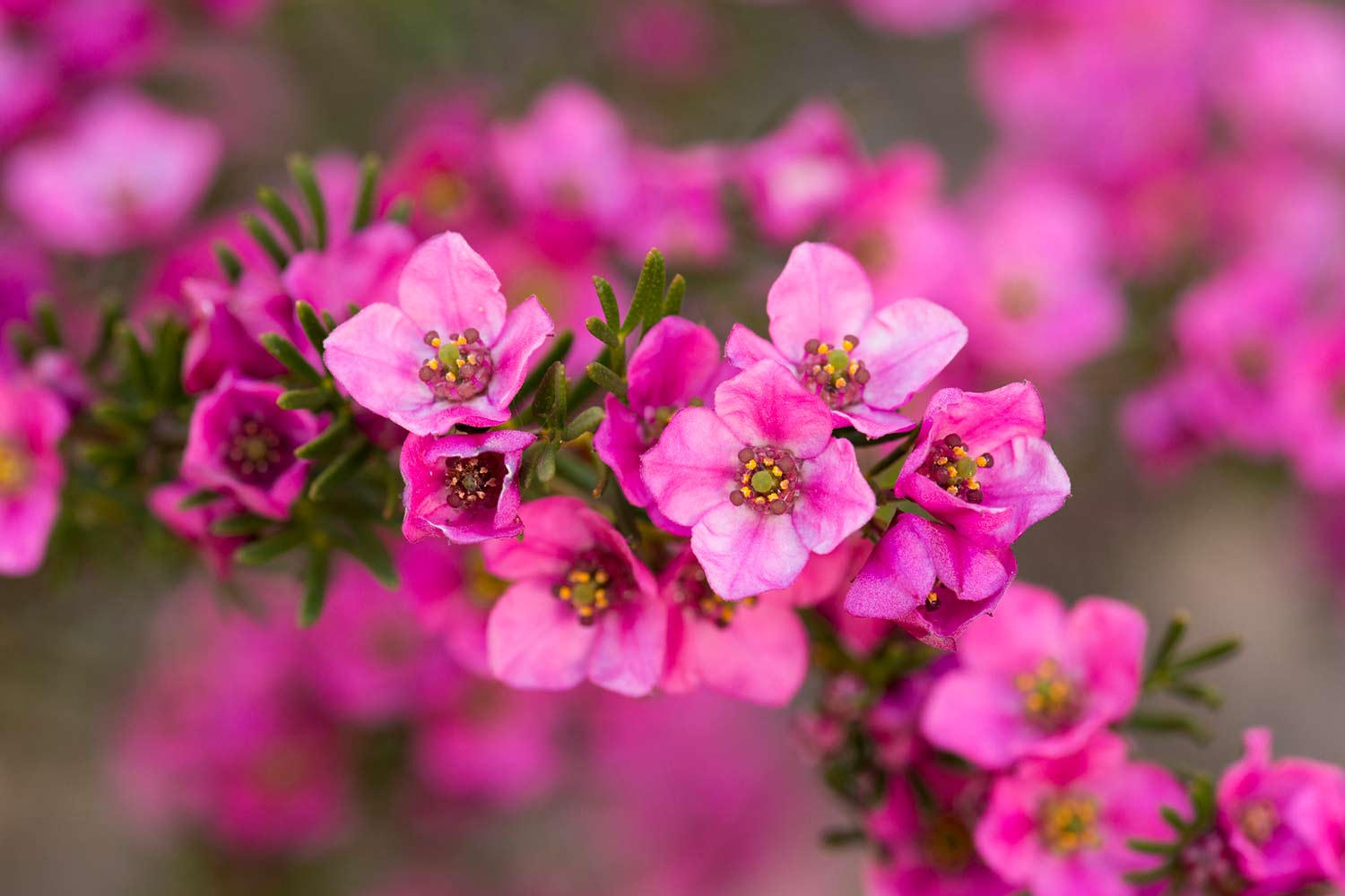 This fragrant native is about to fill your spring garden with the best smell