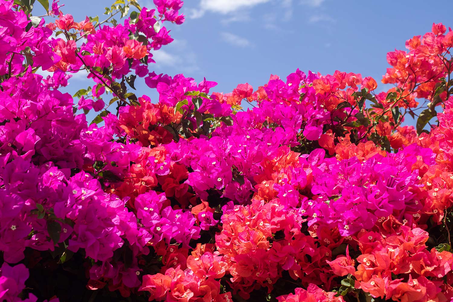 bougainvillea close up of bright red and pink flowers