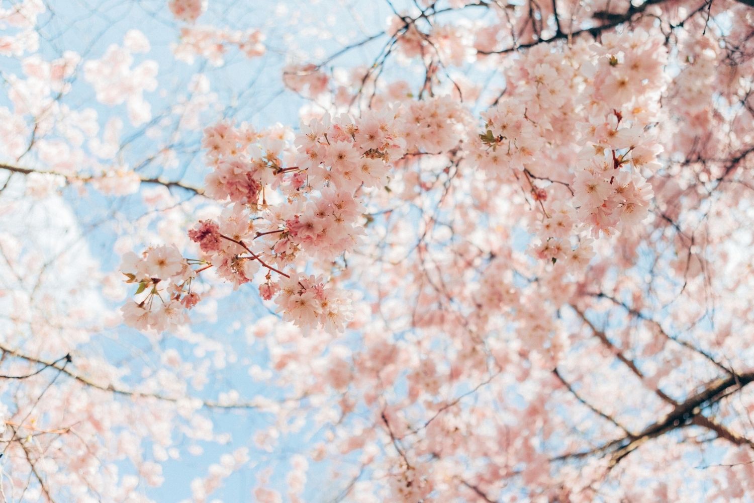 light pink cherry blossoms