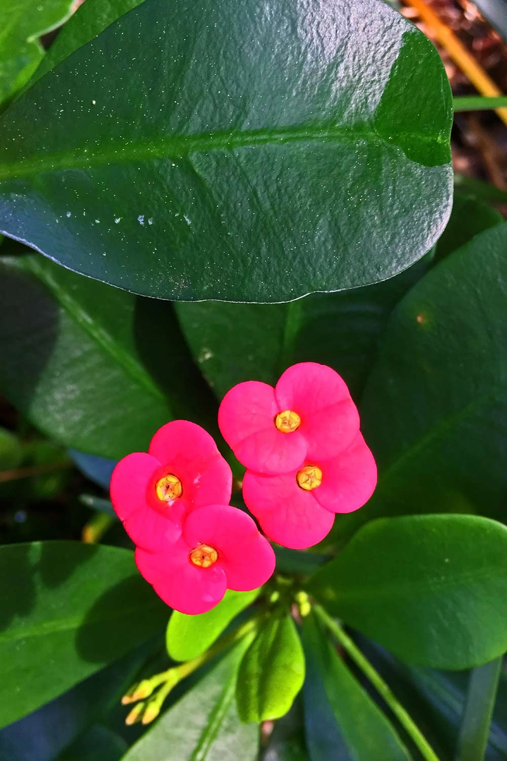 Thornless crown of thorns