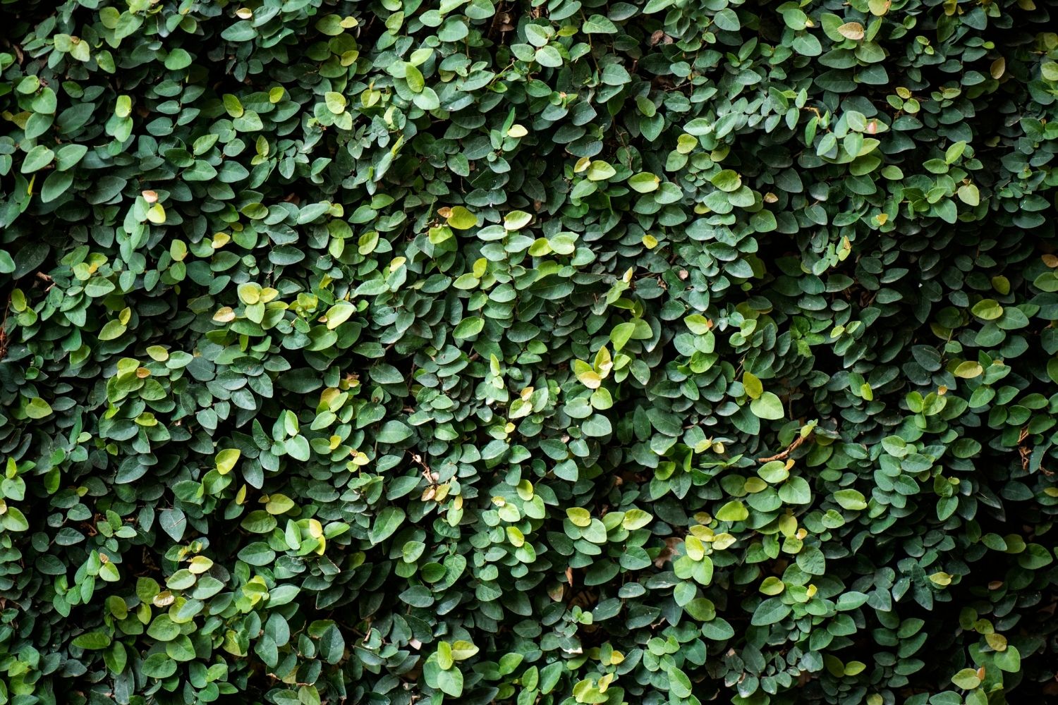 wall of leaves of creeping fig in dark green colour