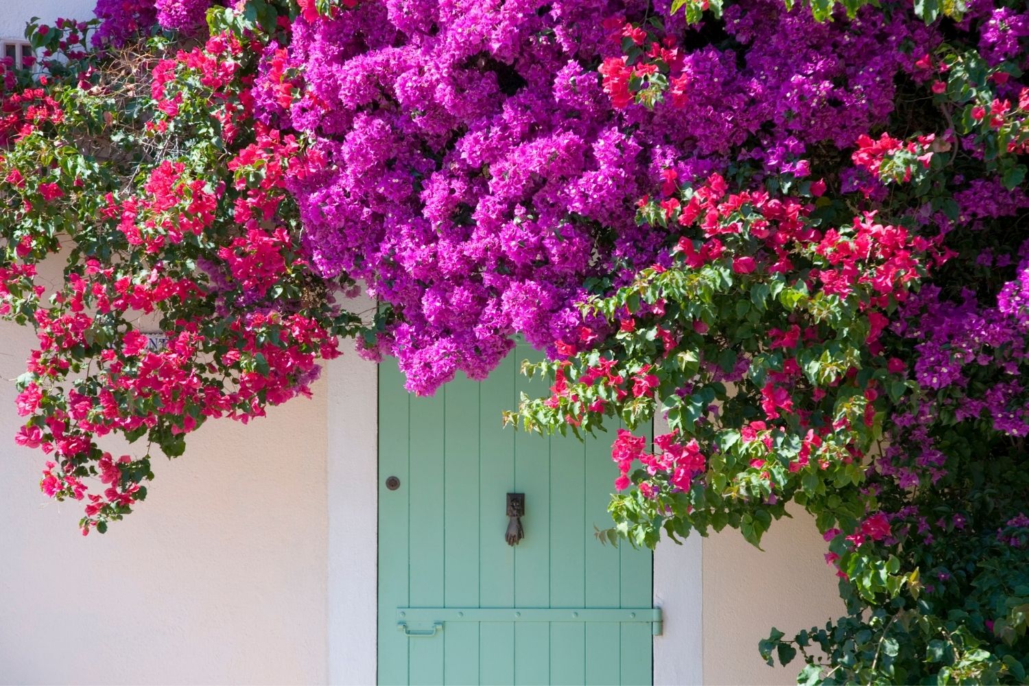 The ultimate guide for the best climbing plants in Australia