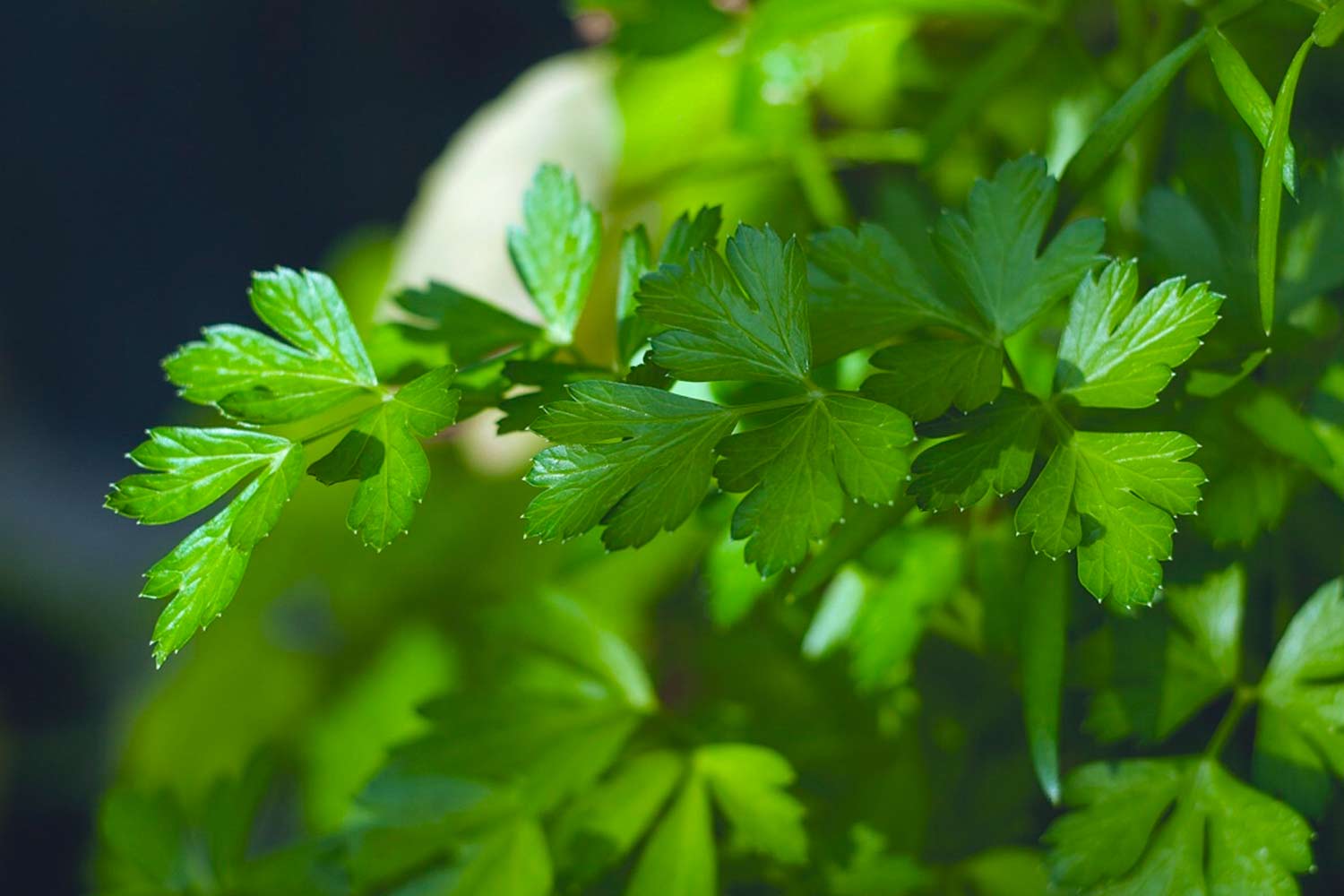 Parsley