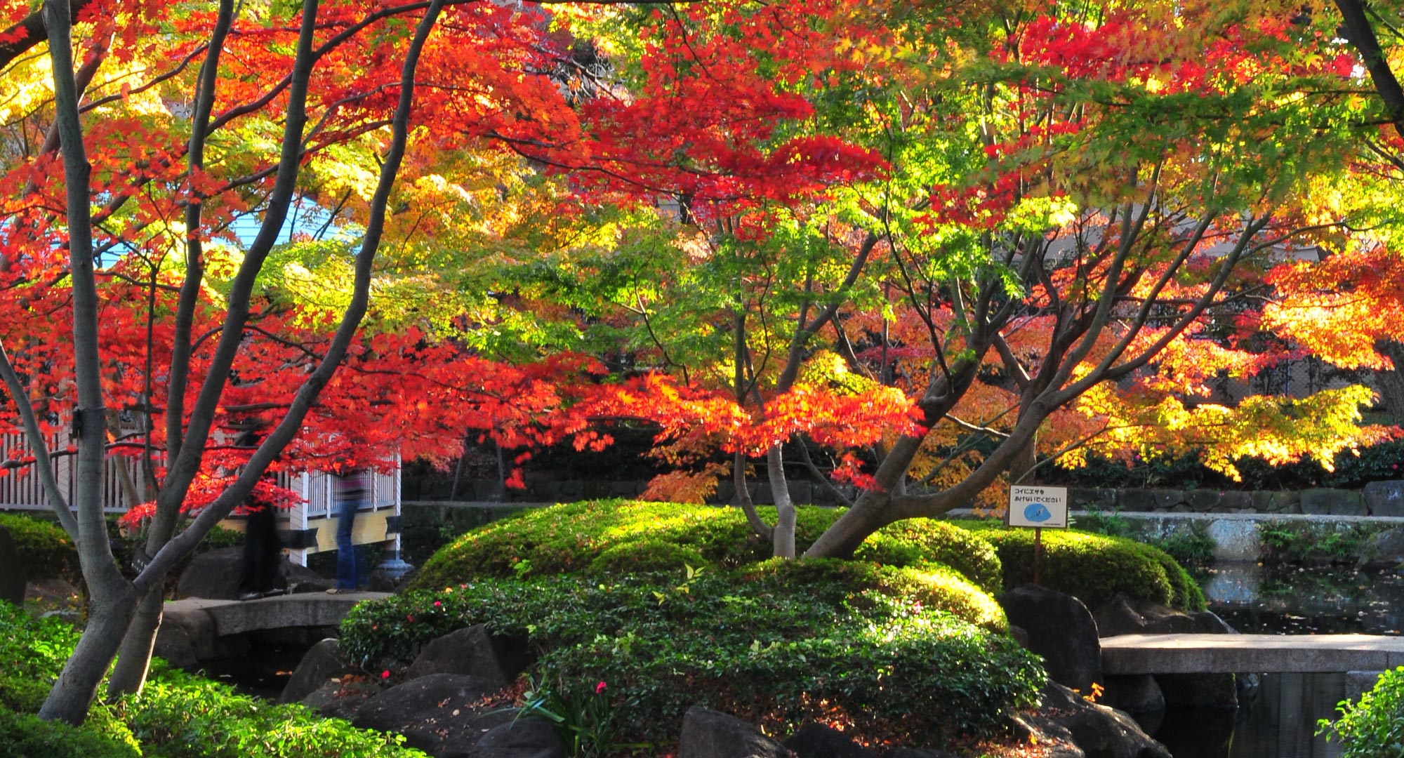 How to safely move a tree in your backyard | Better Homes and Gardens