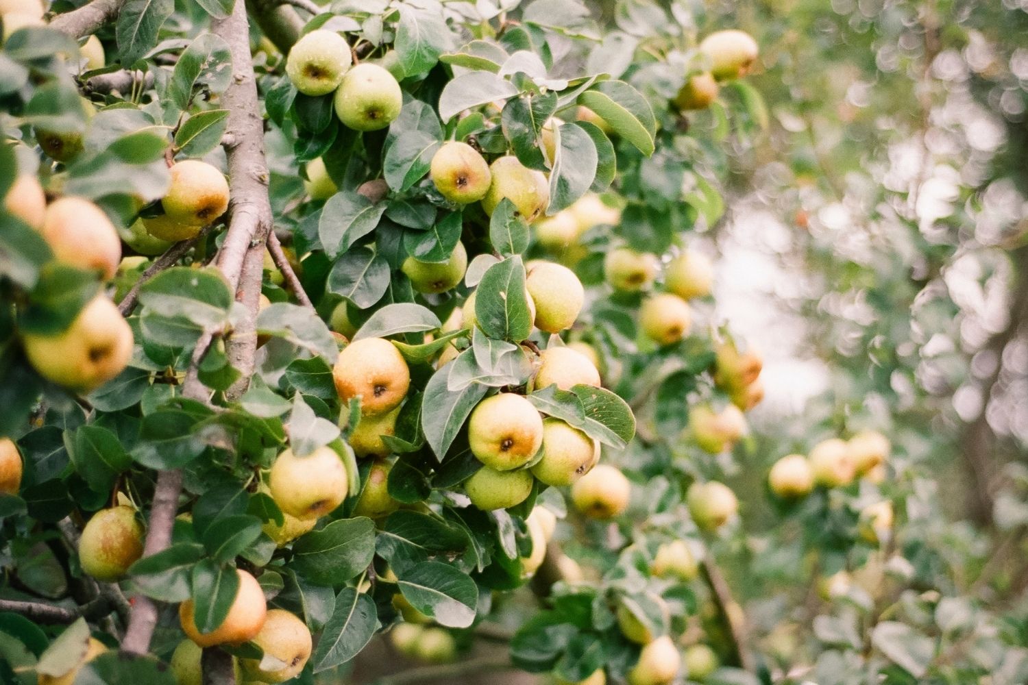 Pear tree: How to grow and harvest in a garden | Better Homes and Gardens