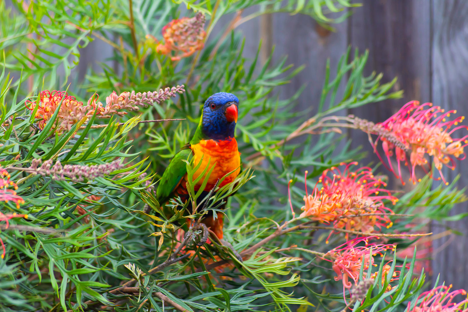 How to grow grevilleas A complete guide Better Homes and Gardens