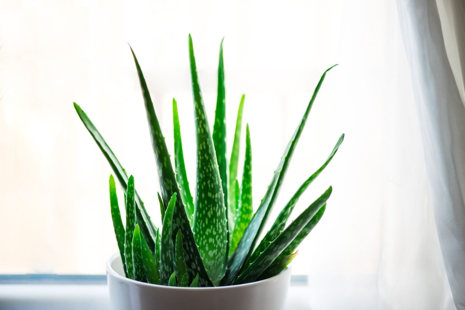The near-unkillable plant that quietly pays you back all summer