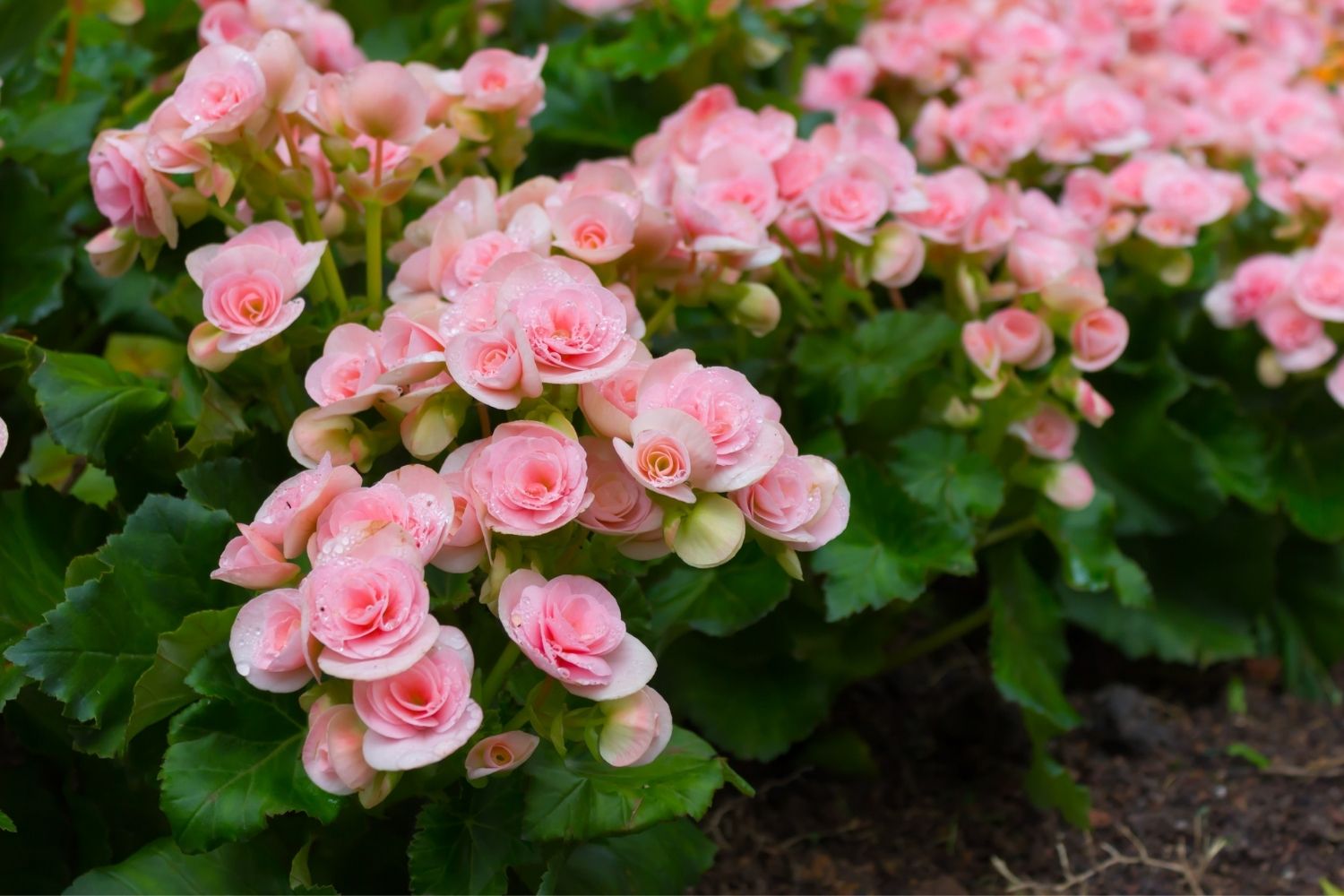 What to plant in July for spectacular flowers in spring