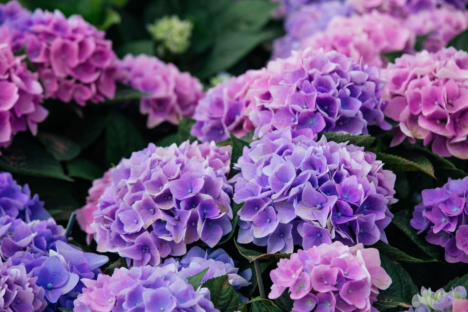 How to grow hydrangeas that last all summer long